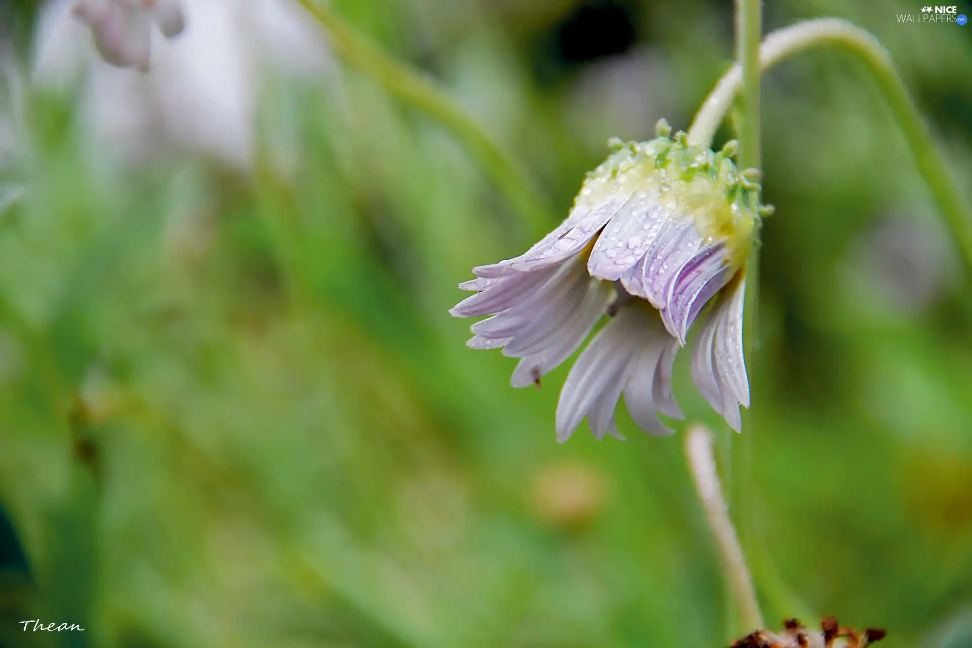 dew, Arktotis, Colourfull Flowers