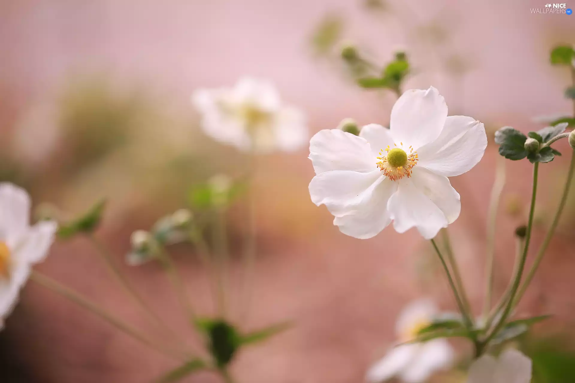White, Colourfull Flowers, Buds, anemone