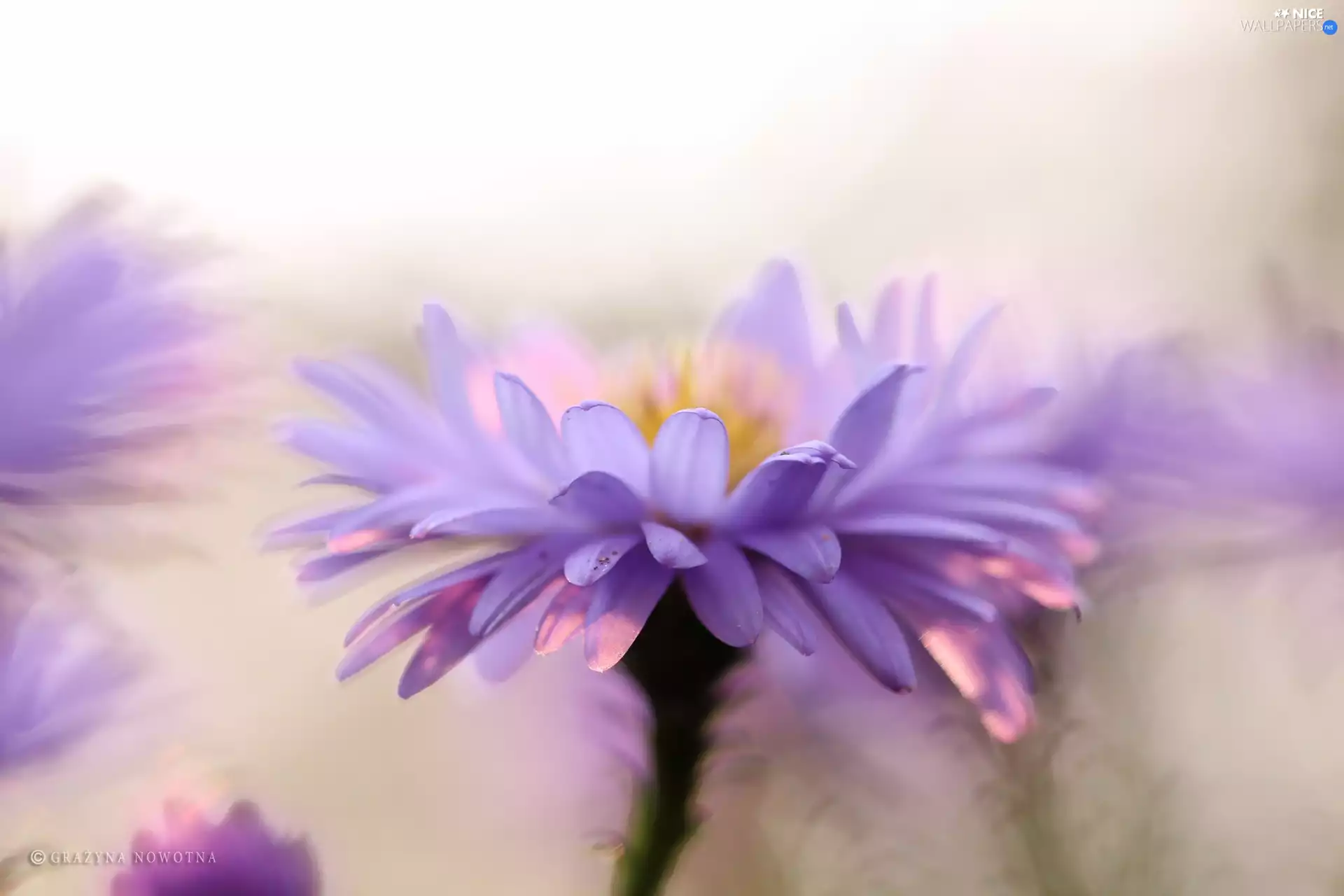 lilac, Colourfull Flowers, flakes, Aster