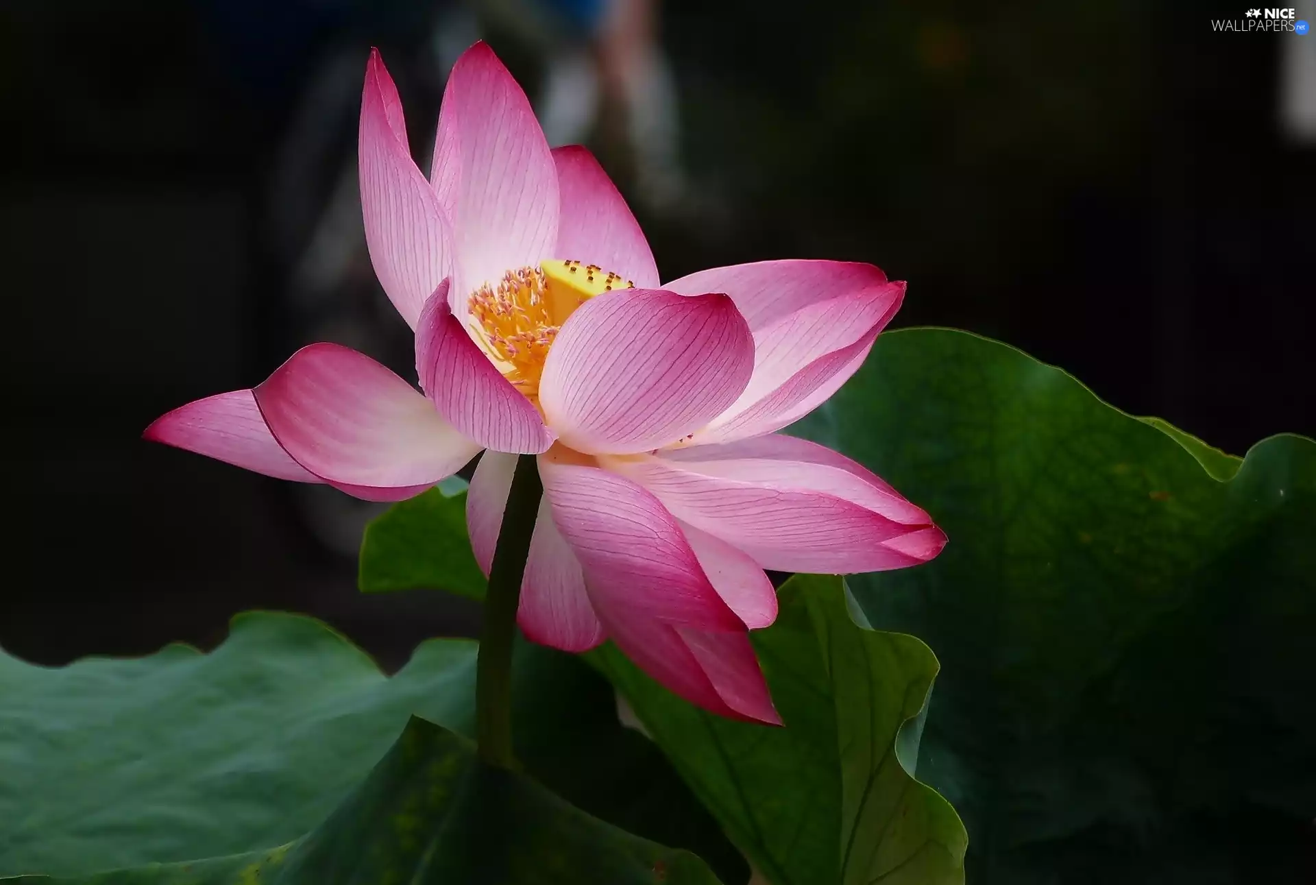 lotus, Colourfull Flowers, Leaf, bloom