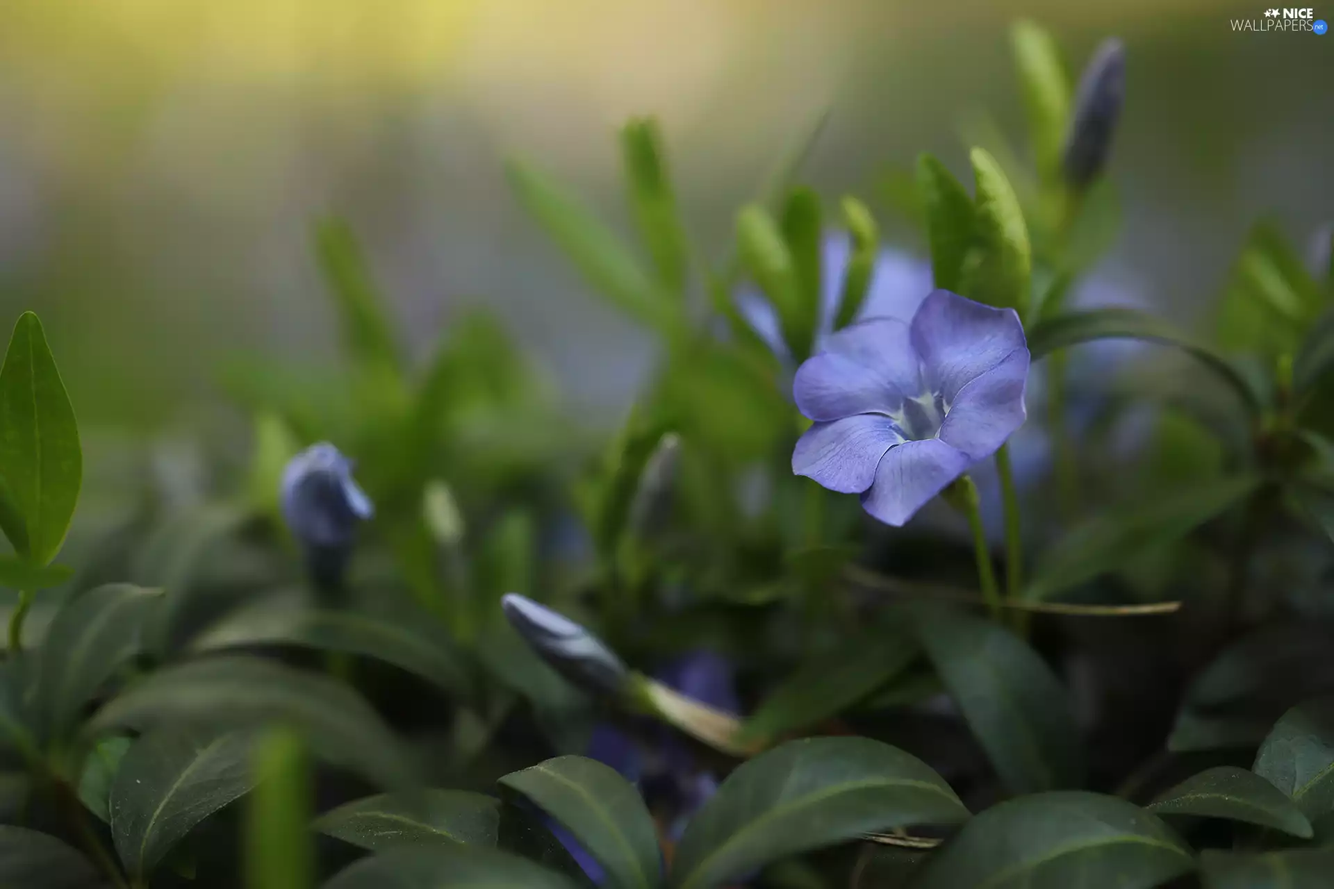 myrtle, Colourfull Flowers, rapprochement, blue