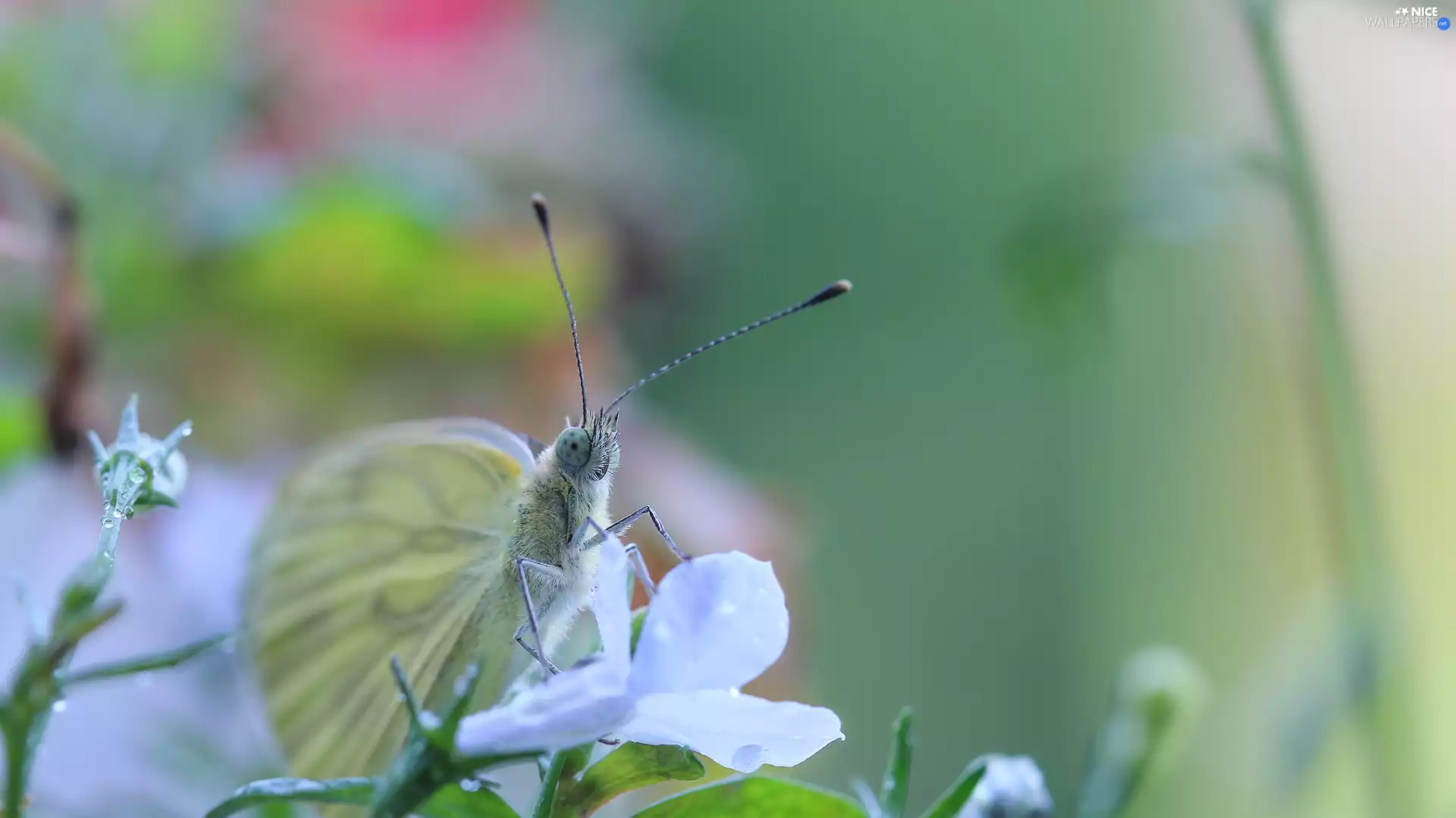 butterfly, Colourfull Flowers, Insect, Cabbage