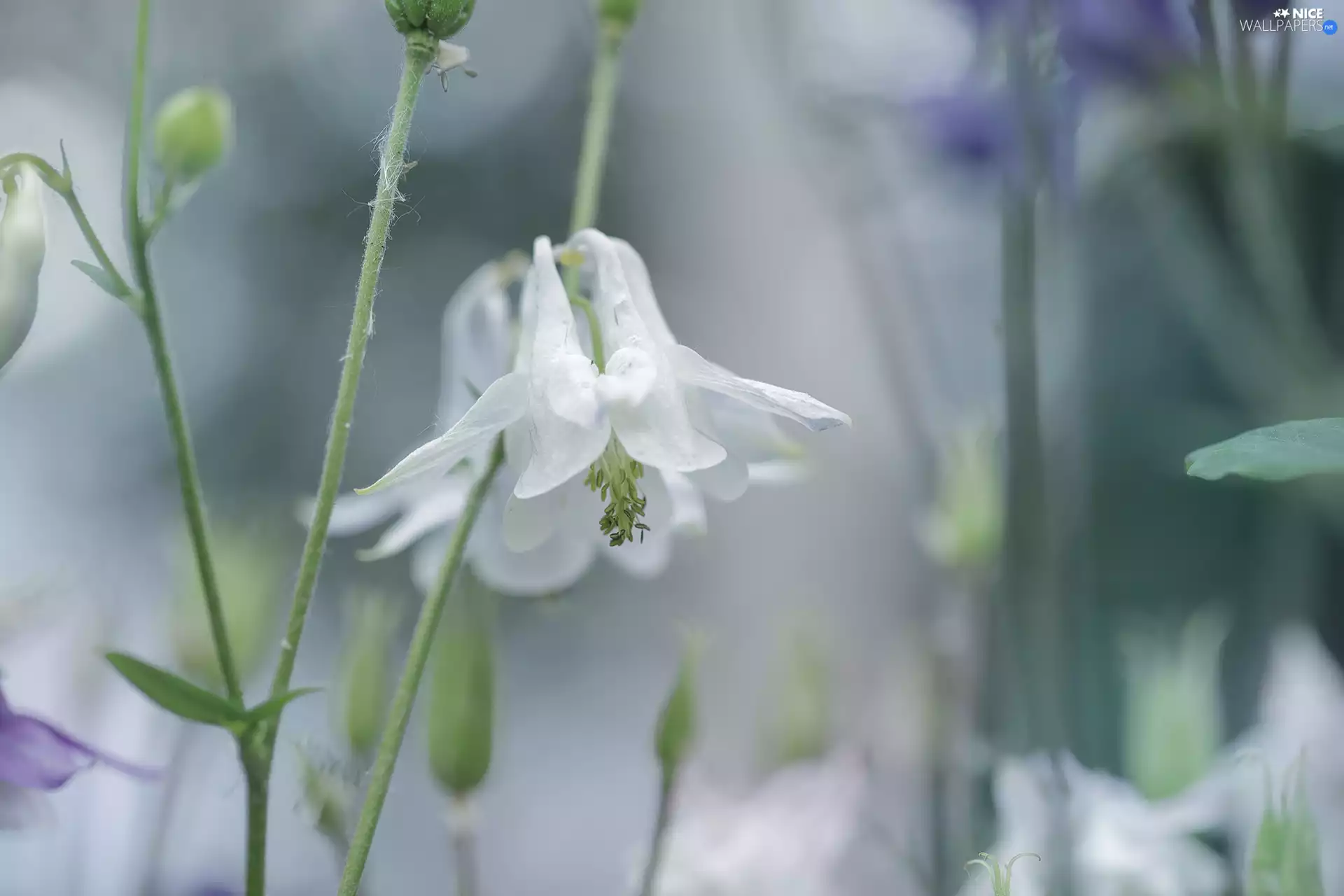 White, Colourfull Flowers, rapprochement, columbine