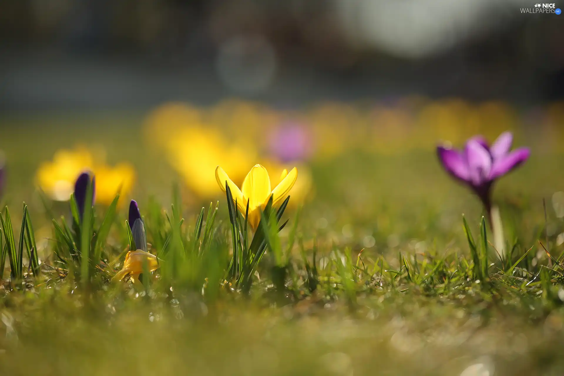 Yellow, Colourfull Flowers, bud, crocus
