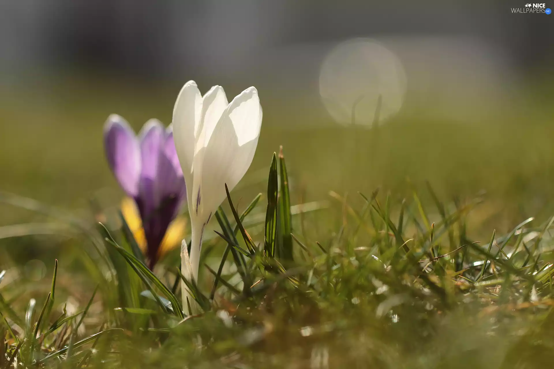 White, Colourfull Flowers, rapprochement, crocus