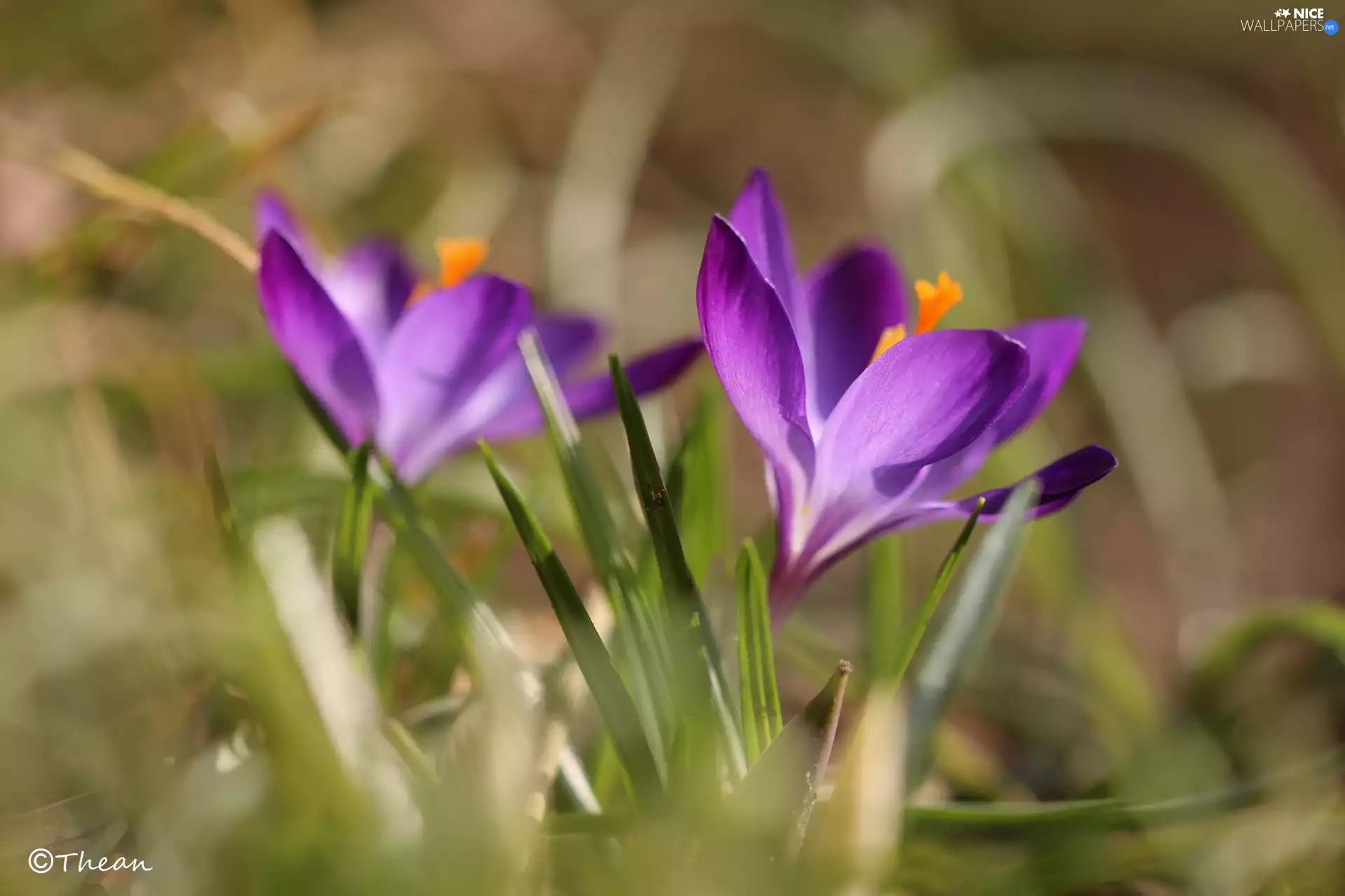Violet, Colourfull Flowers, Spring, crocus