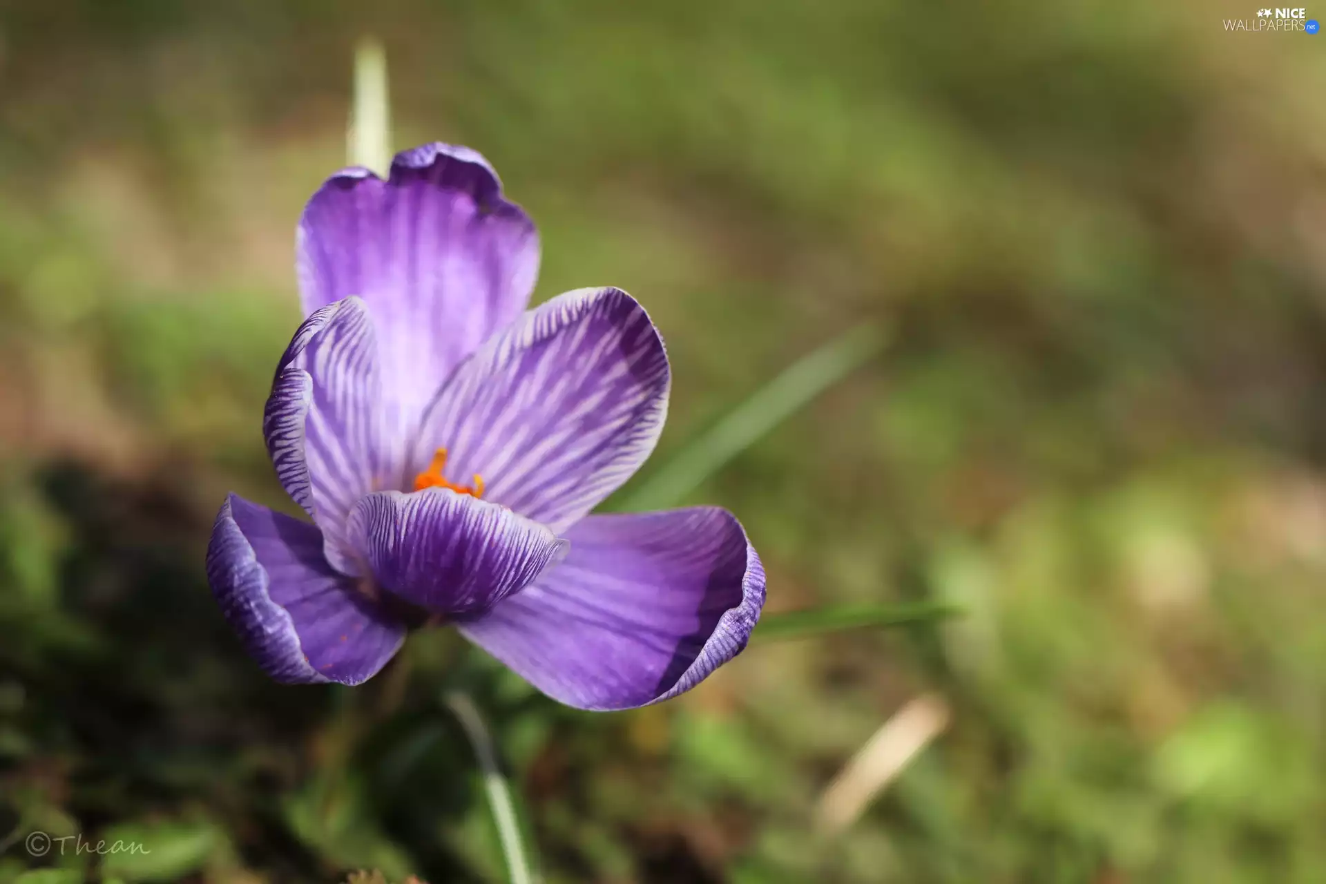 Violet, Colourfull Flowers, Spring, crocus