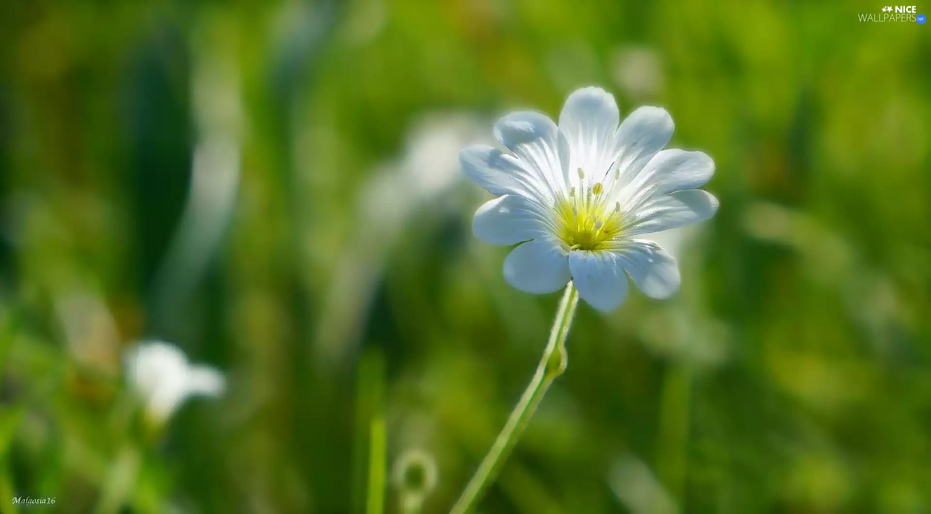 White, Colourfull Flowers, Cerastium, field
