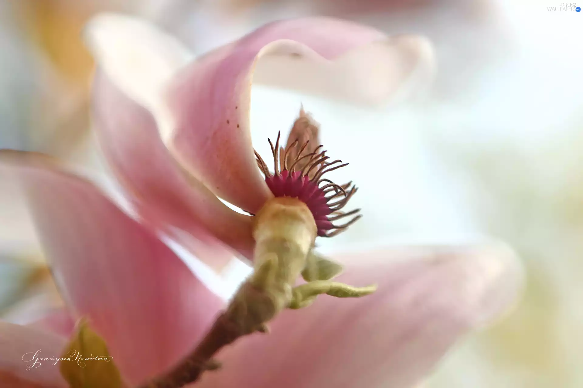 Pink, Colourfull Flowers, Bush, Magnolia