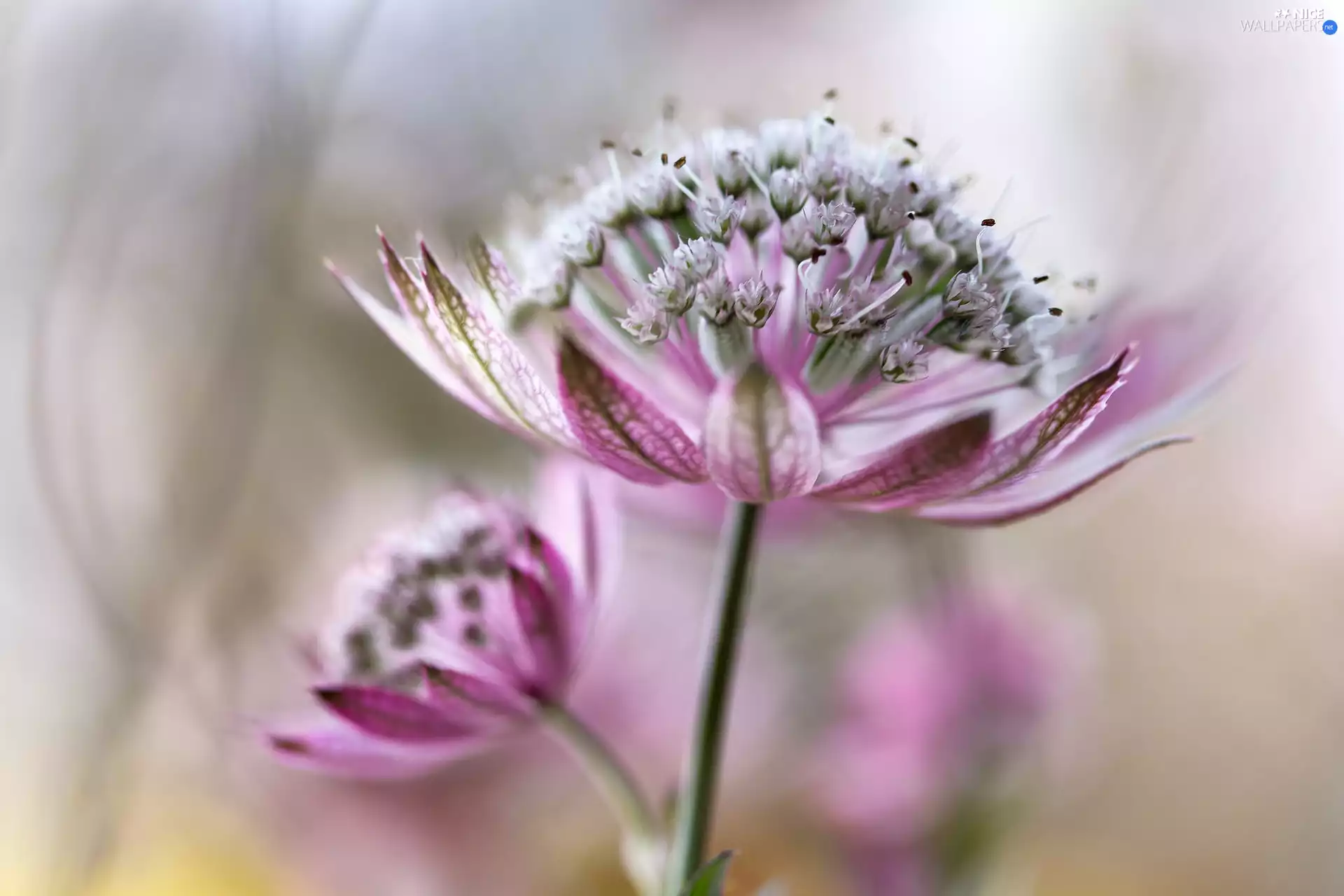 blur, Colourfull Flowers, Great Masterwort