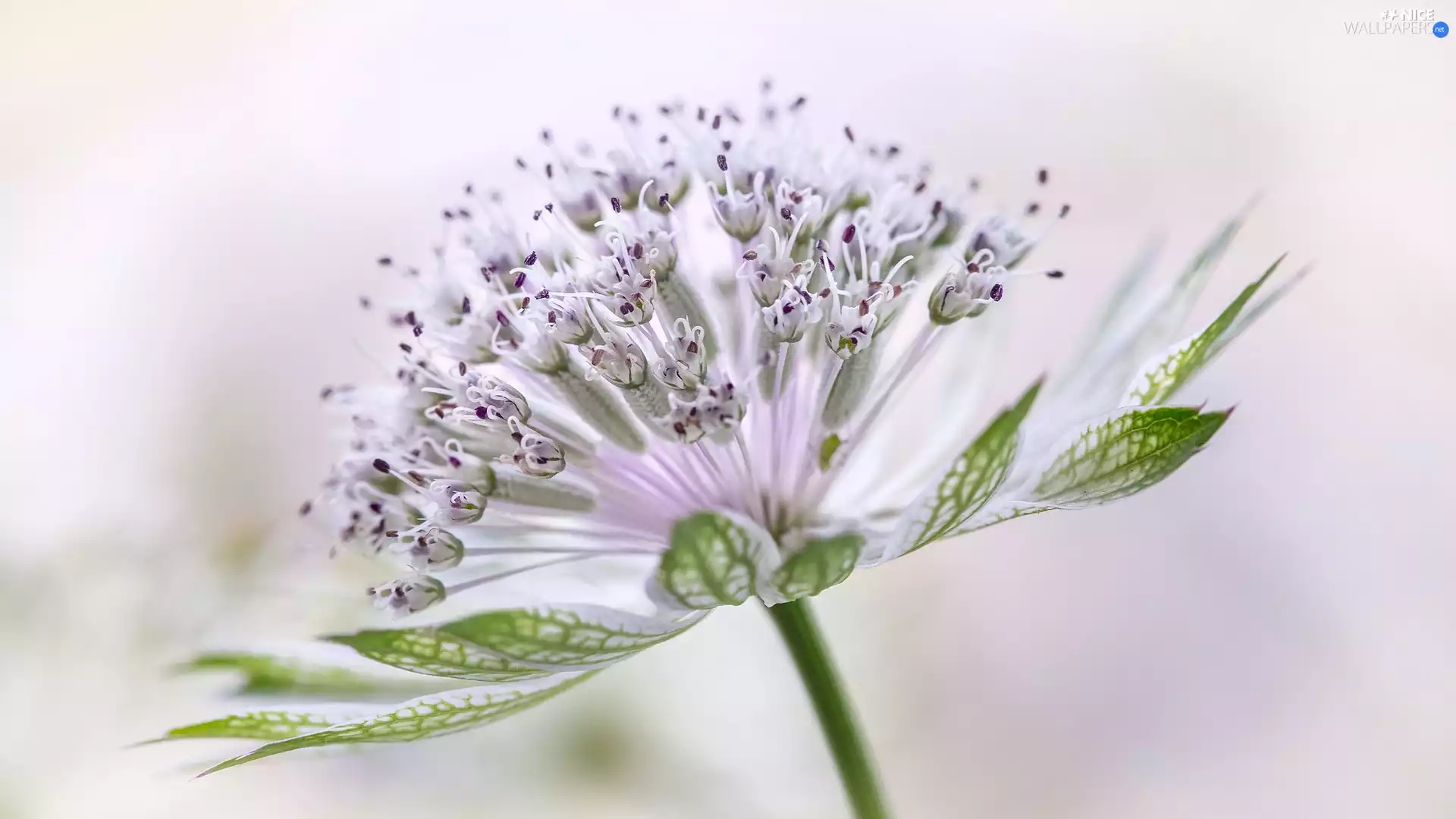 Close, Colourfull Flowers, Great Masterwort