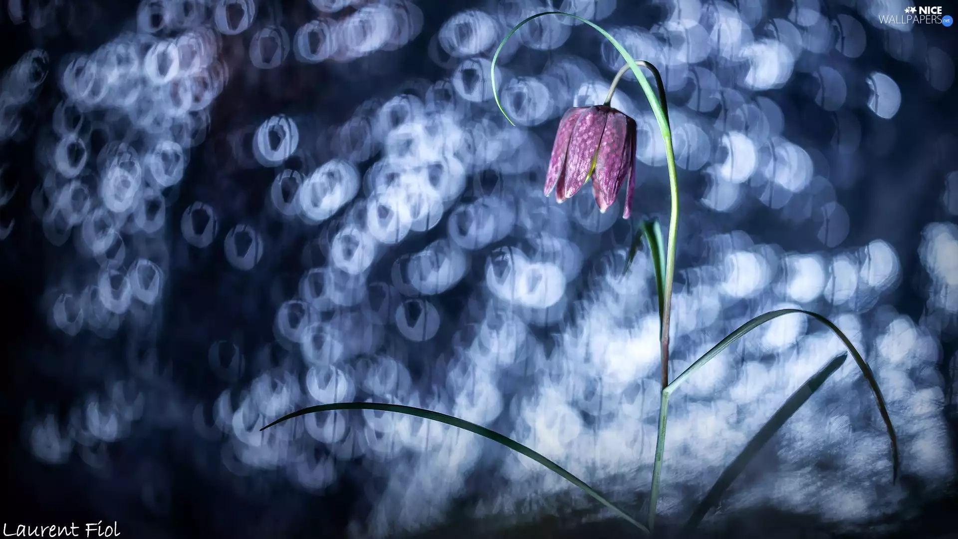 Bokeh, Colourfull Flowers, Fritillaria meleagris