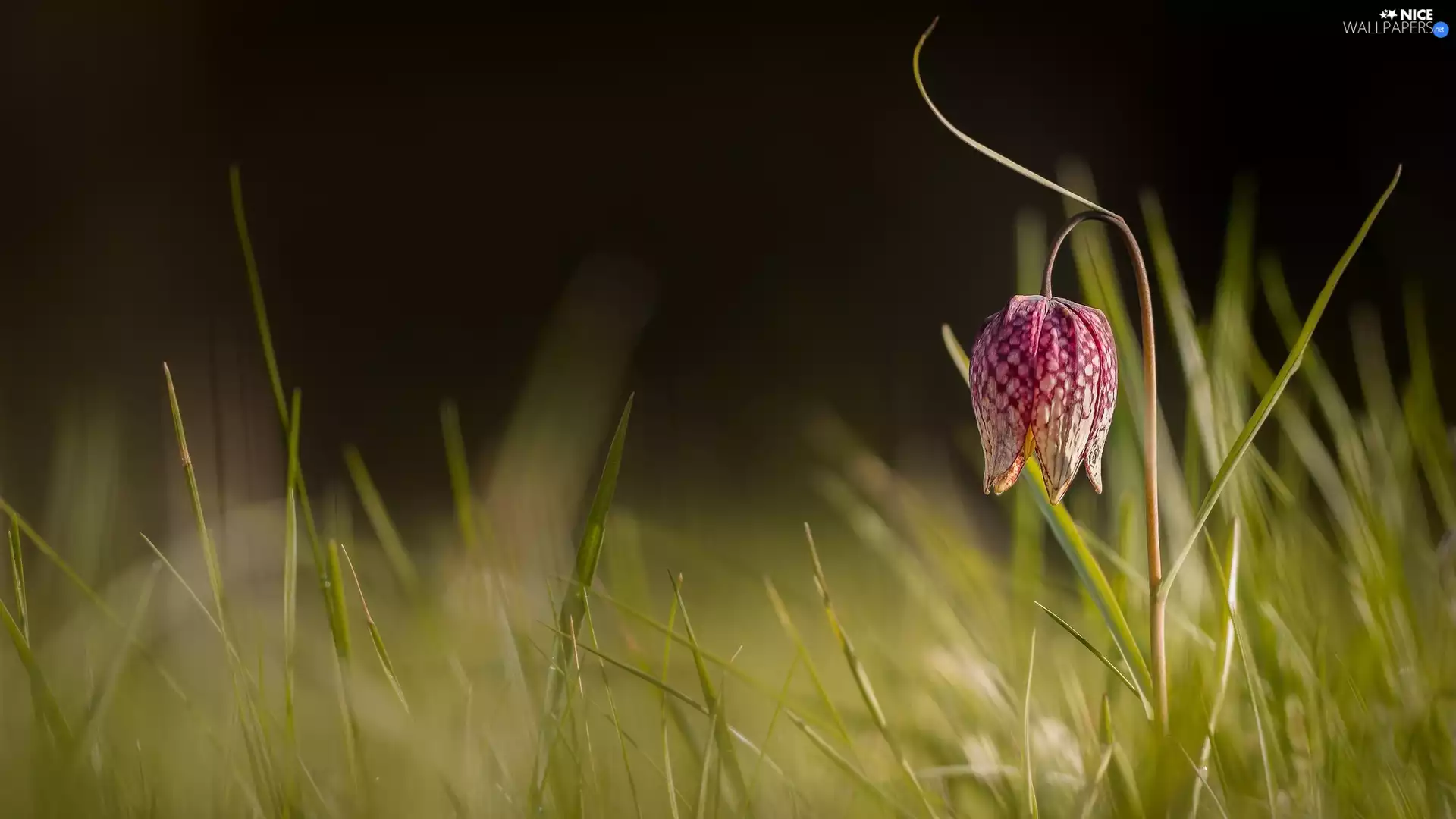 grass, Colourfull Flowers, Fritillaria meleagris