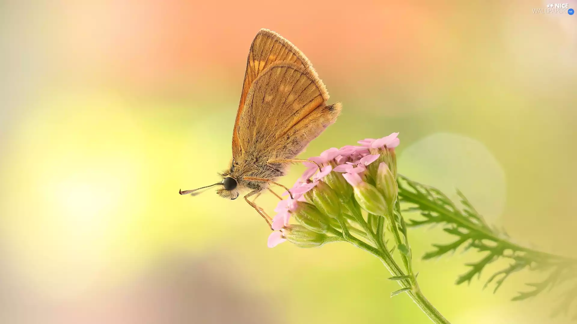 butterfly, Colourfull Flowers, Close, Pink
