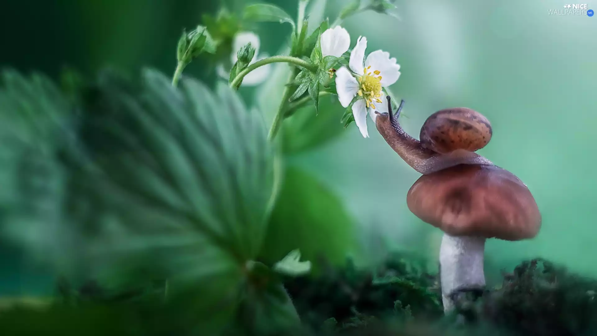 Mushrooms, Colourfull Flowers, strawberries, snail
