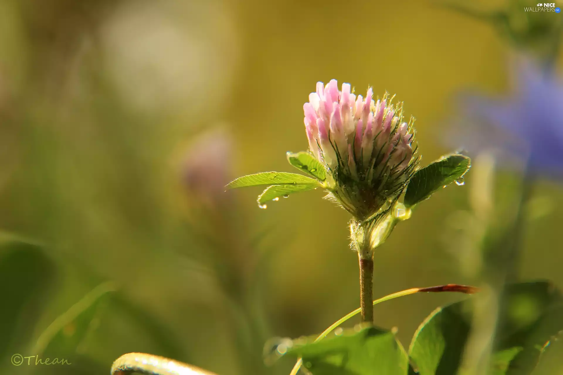Pink, Colourfull Flowers, drops, trefoil