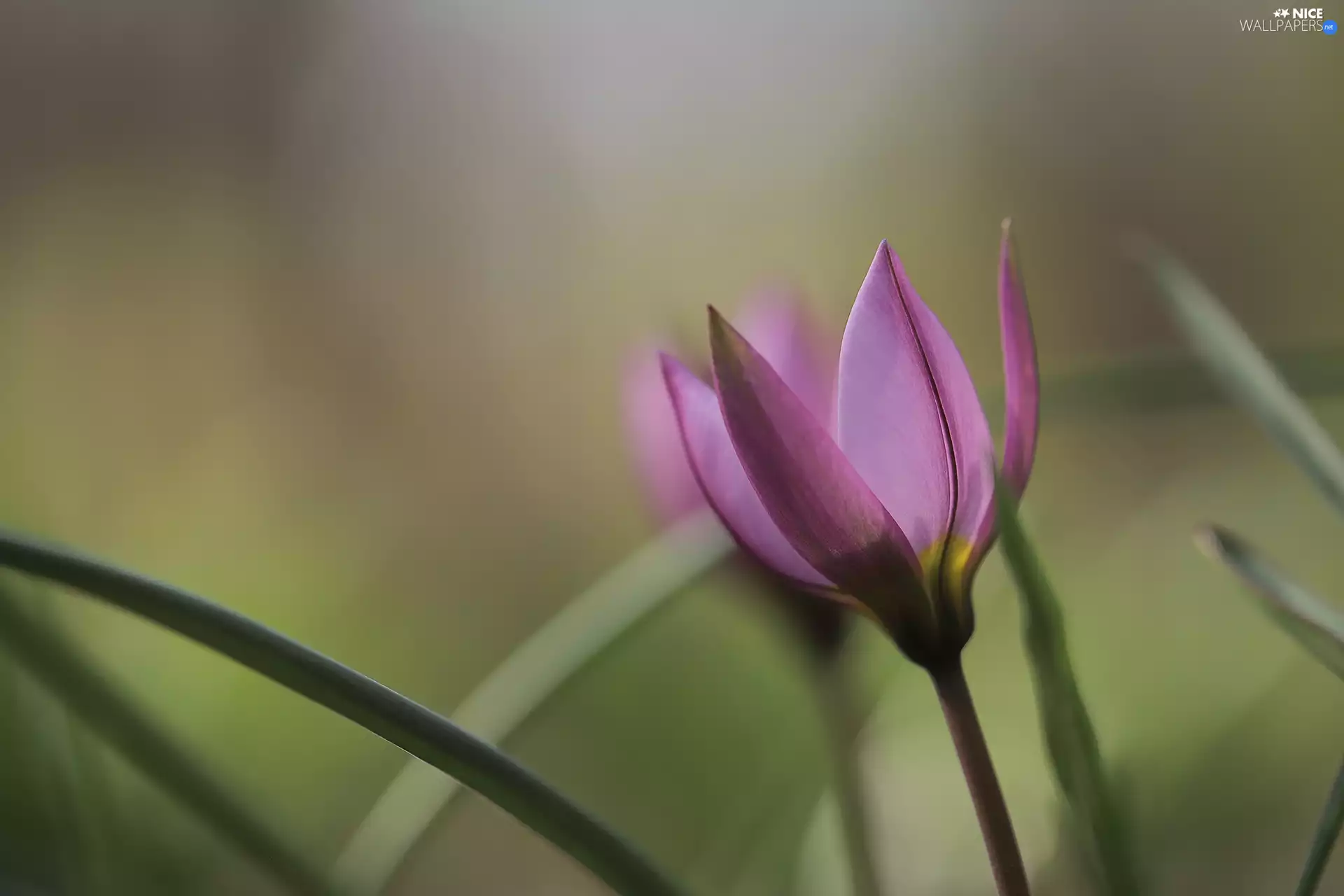 Pink, Colourfull Flowers, rapprochement, tulip