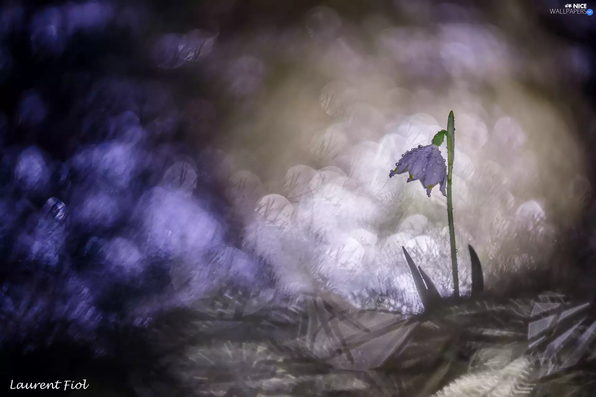 Bokeh, Colourfull Flowers, Leucojum Vernum