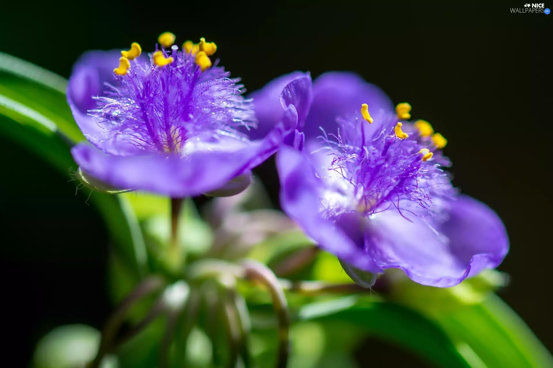 Tradescantia, Colourfull Flowers, Close, Violet