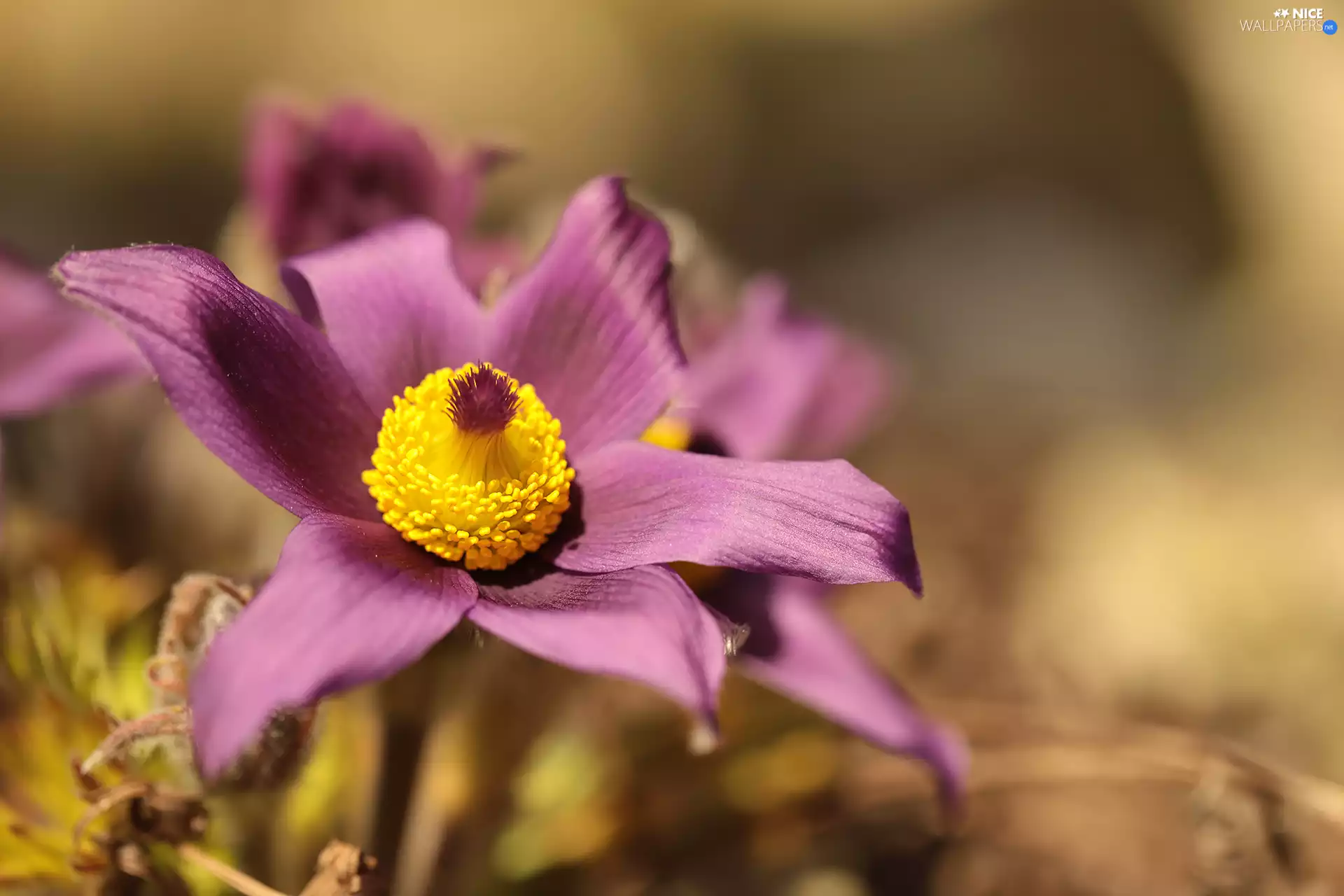pasque, Colourfull Flowers, rapprochement, Violet