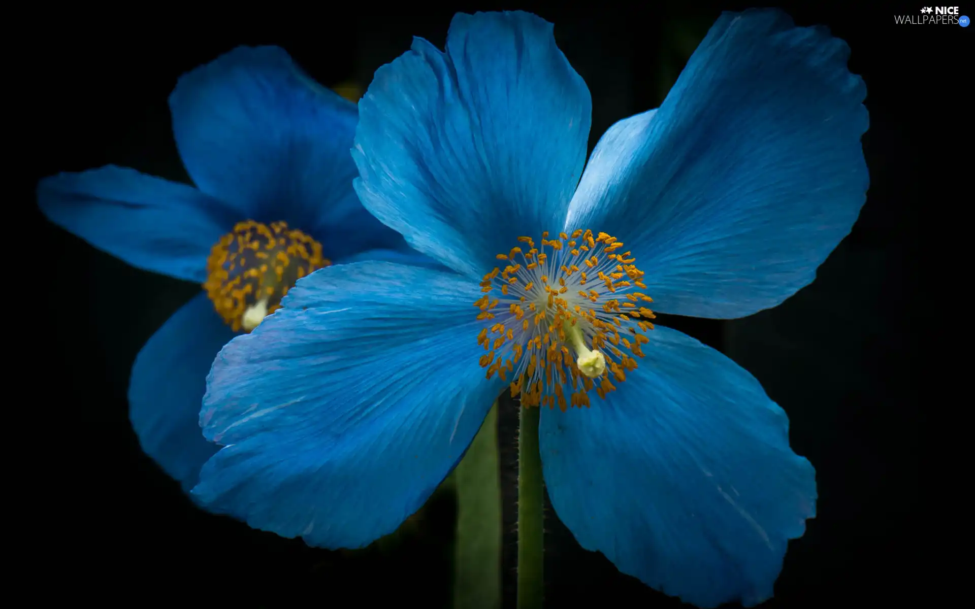 blue, Colourfull Flowers, red weed