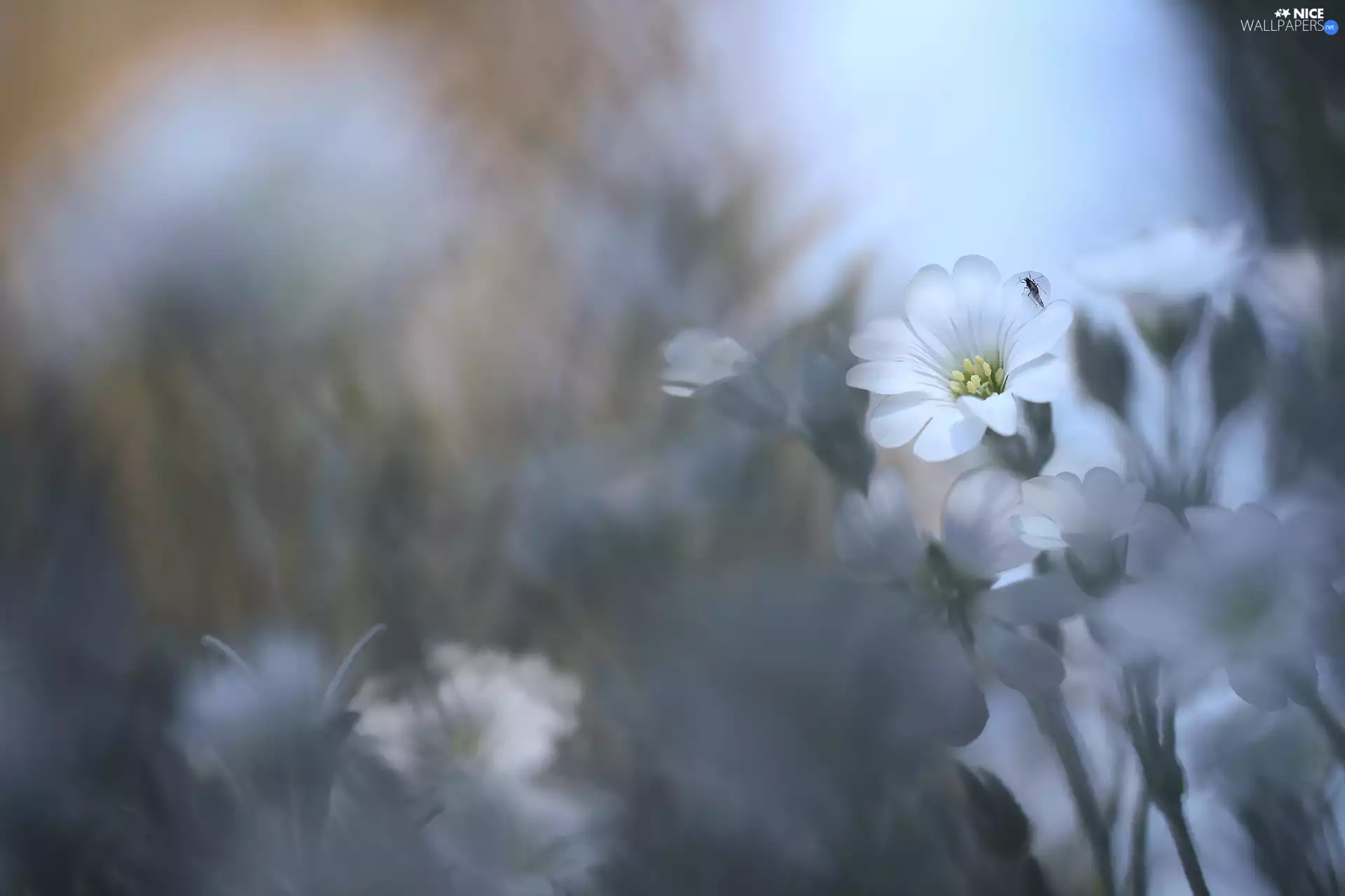 Cerastium, Colourfull Flowers, Insect, White