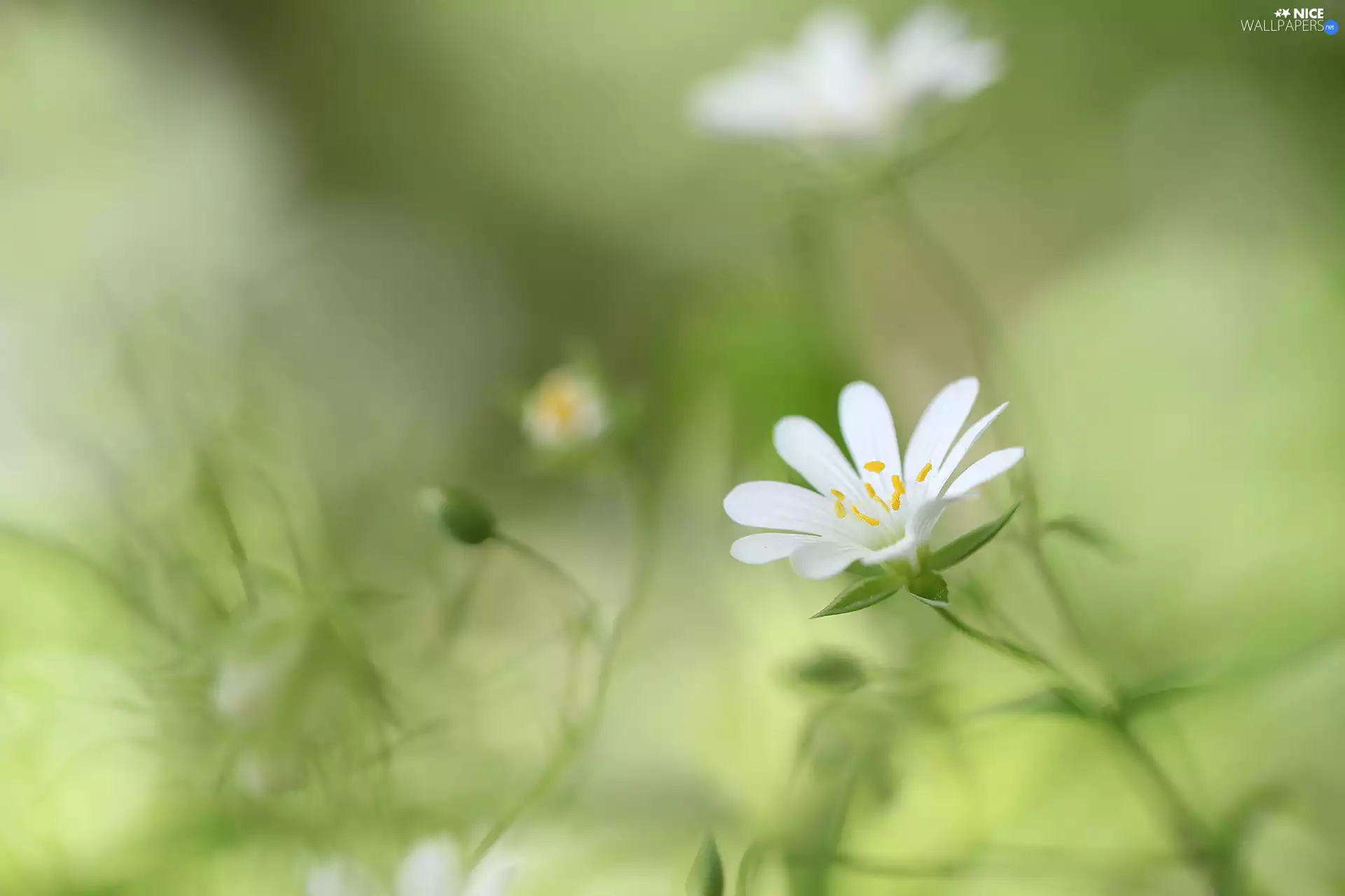 Cerastium, Colourfull Flowers, rapprochement, White