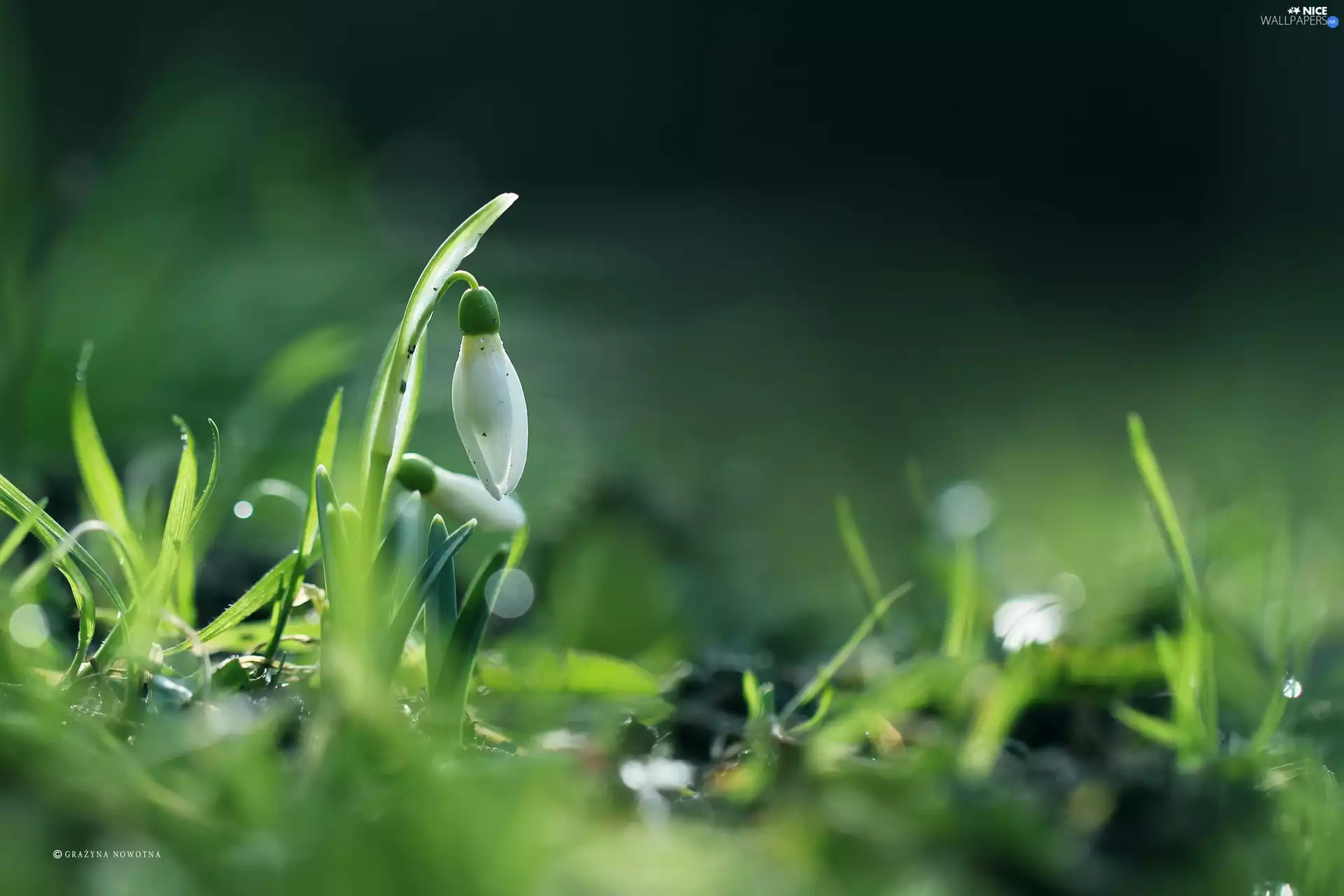 Snowdrop, Colourfull Flowers, Spring, White