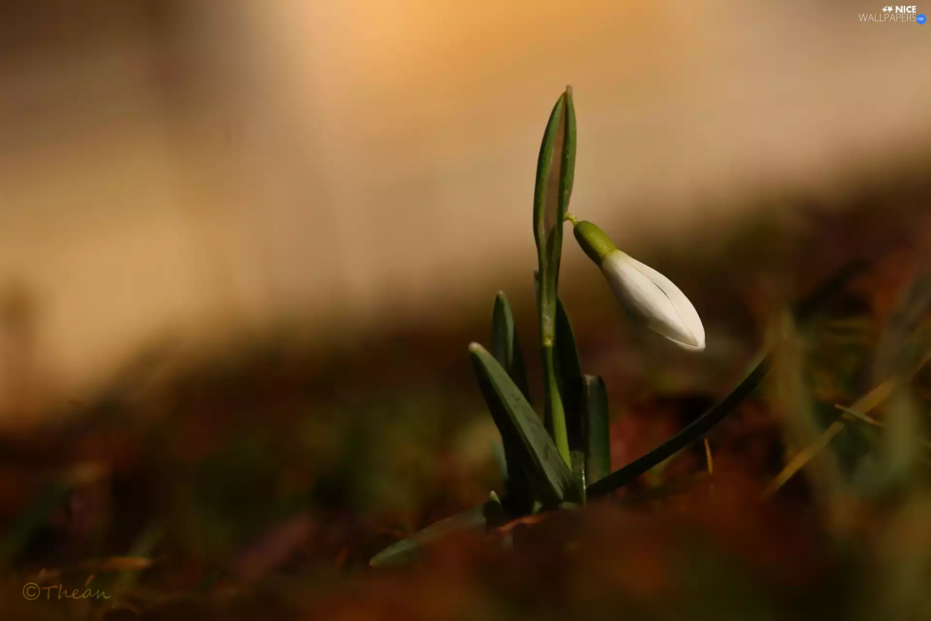 Snowdrop, Colourfull Flowers, Spring, White