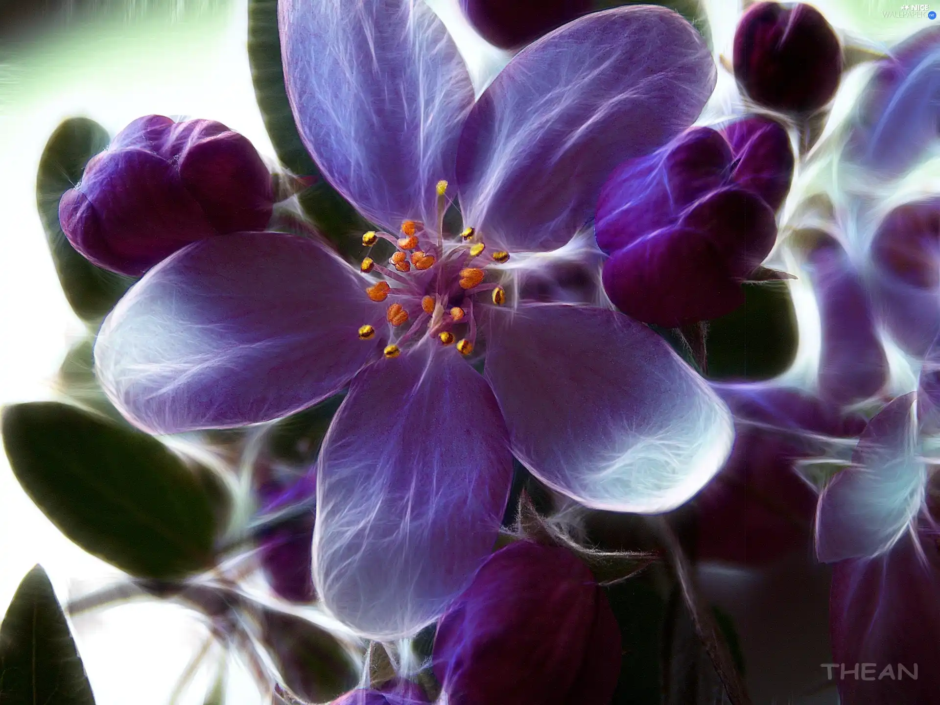 Colourfull Flowers, Fractalius