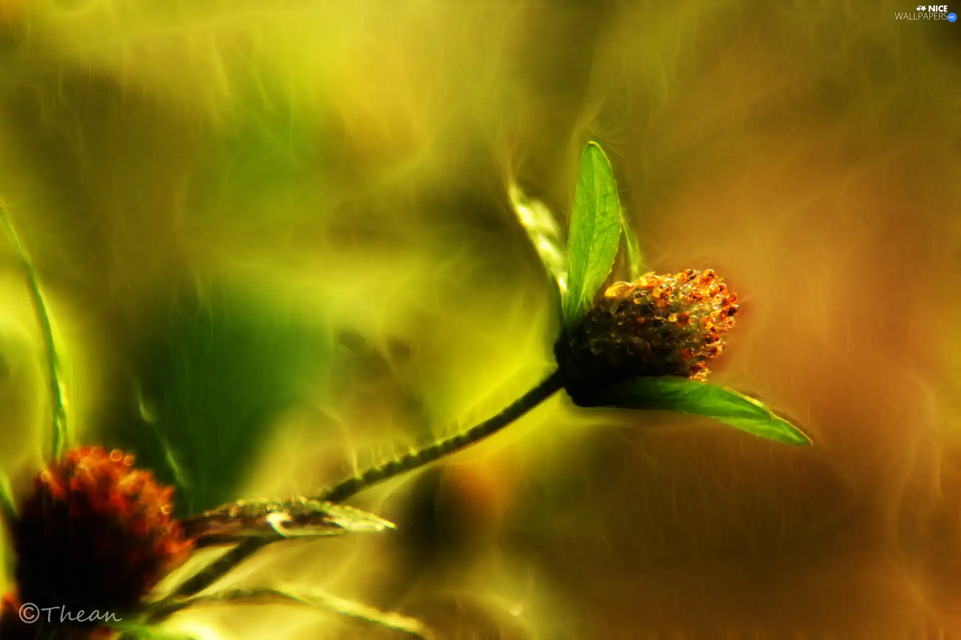 Colourfull Flowers, Fractalius