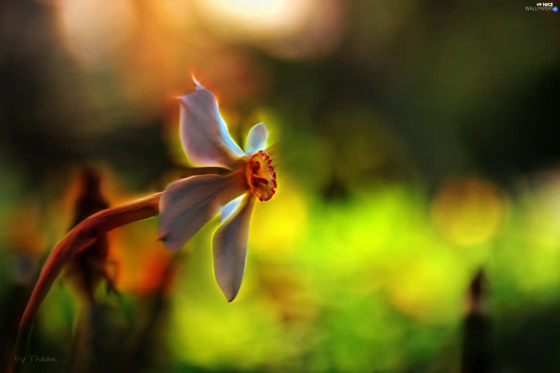 Fractalius, narcissus, Colourfull Flowers