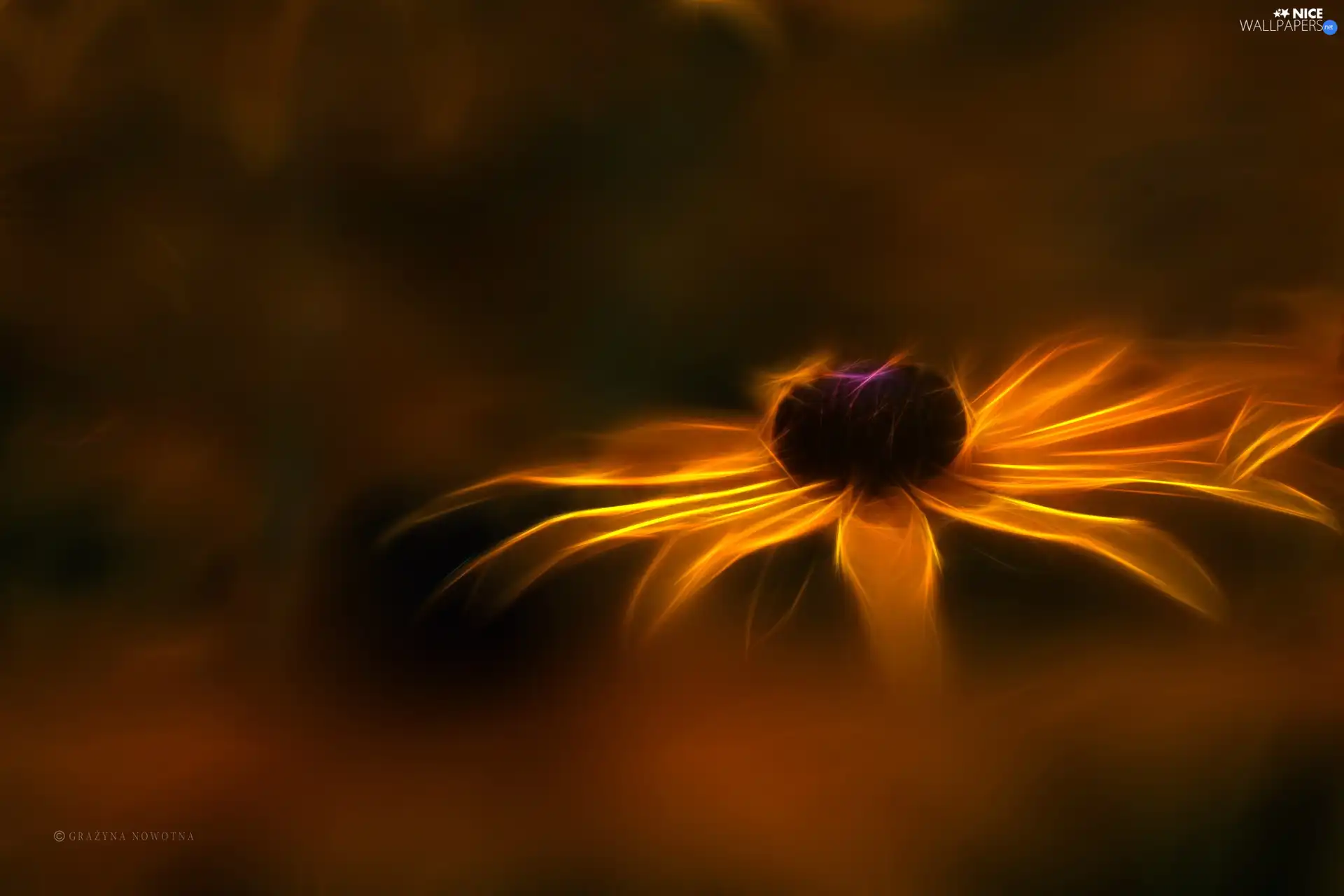 Fractalius, Rudbeckia, Colourfull Flowers