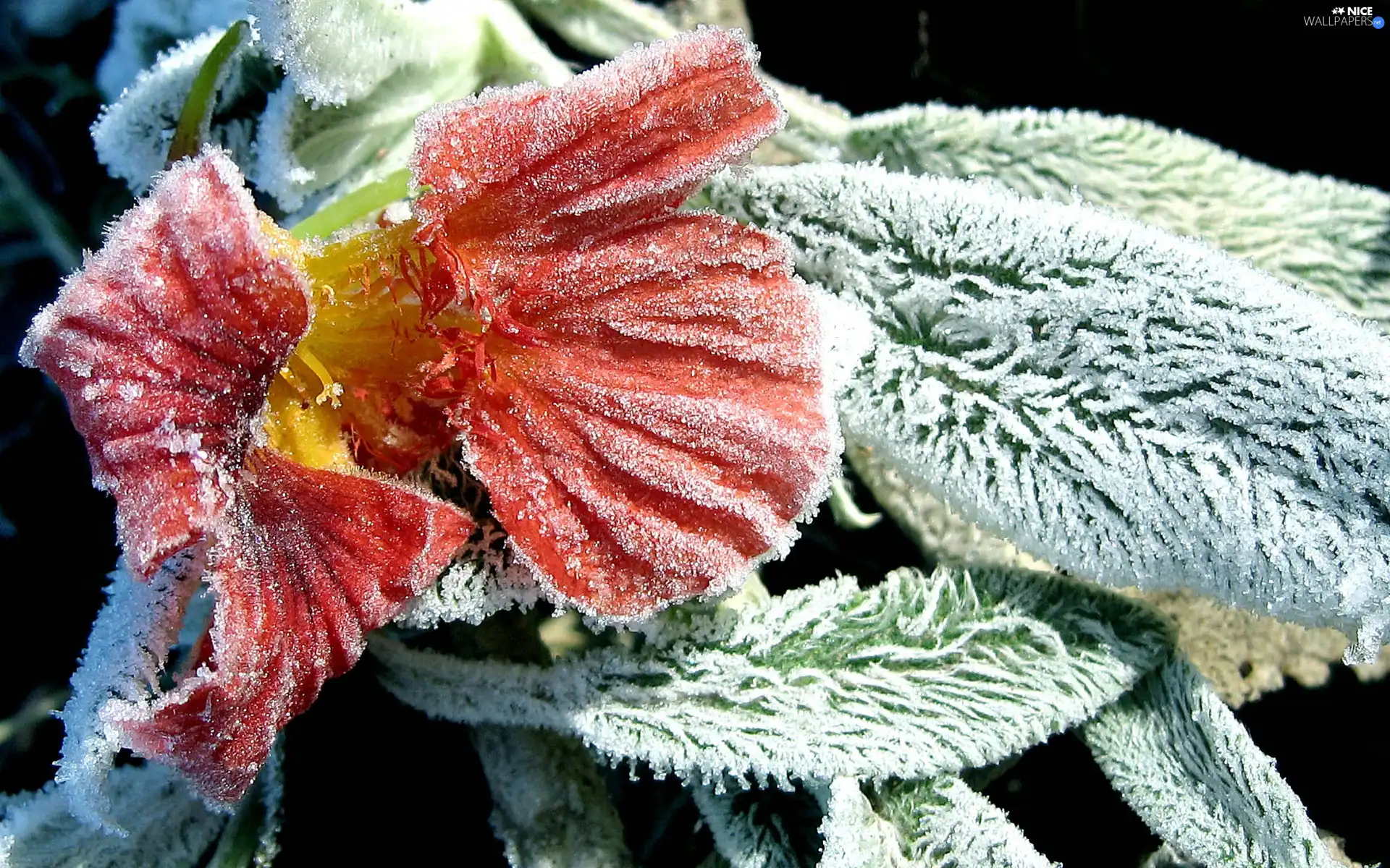 Frozen, Yellow, Colourfull Flowers, red