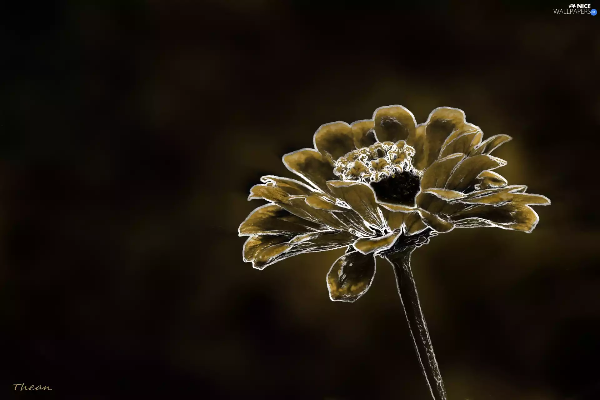 Colourfull Flowers, graphics