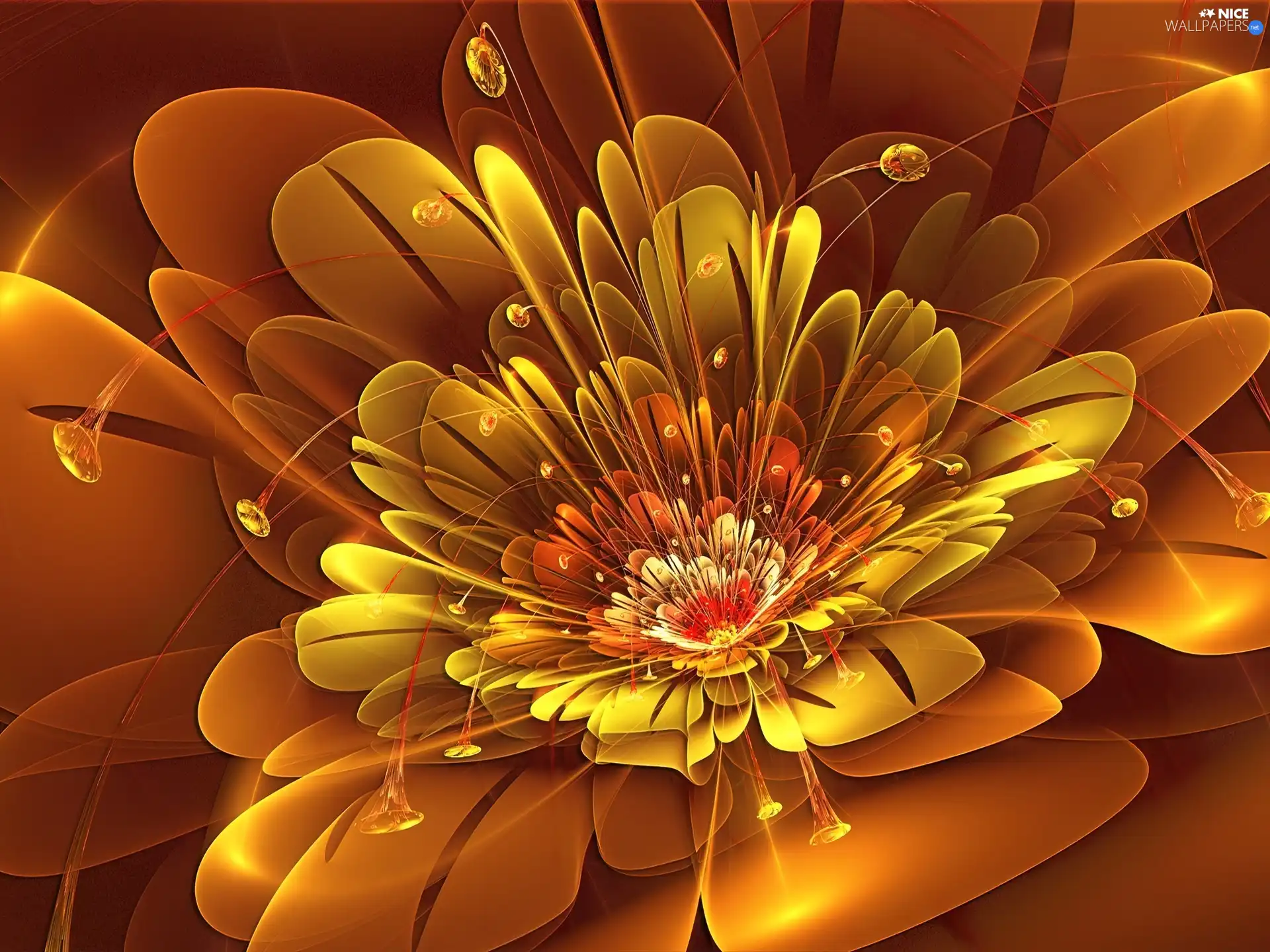 graphics, Orange, Colourfull Flowers