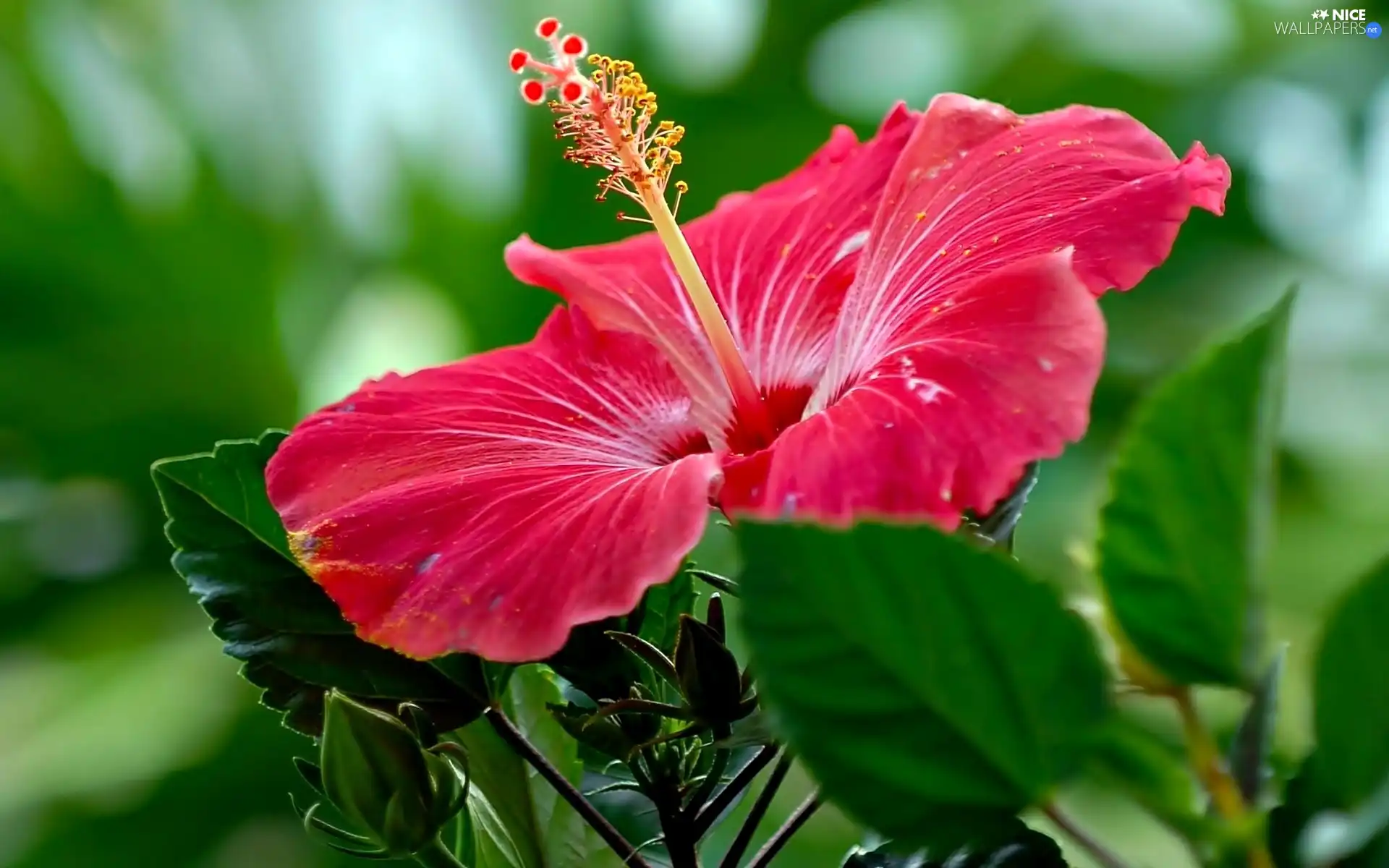 hibiskus, Pink, Colourfull Flowers