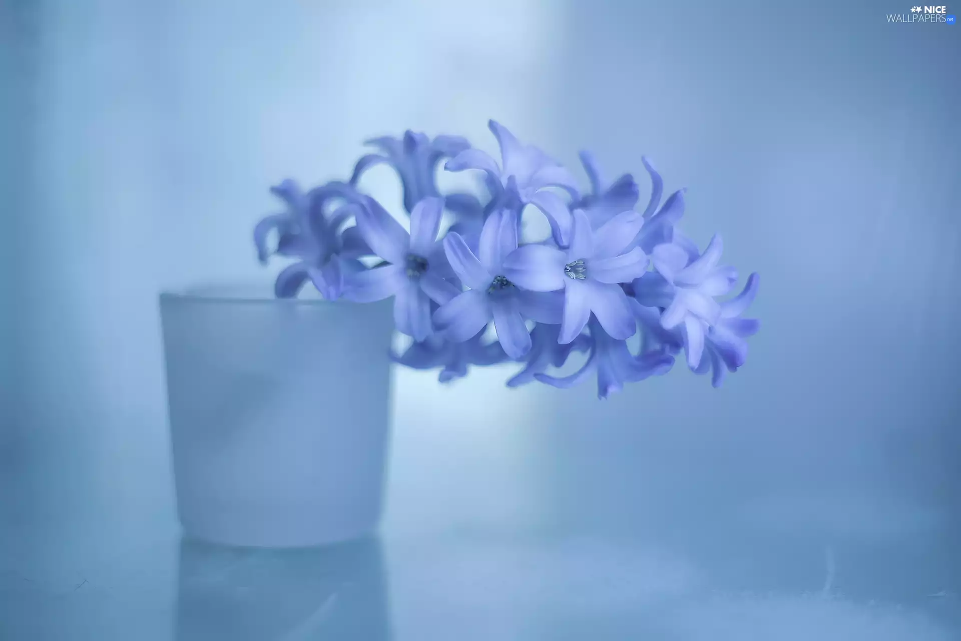 glass, vase, blue, Colourfull Flowers, hyacinth