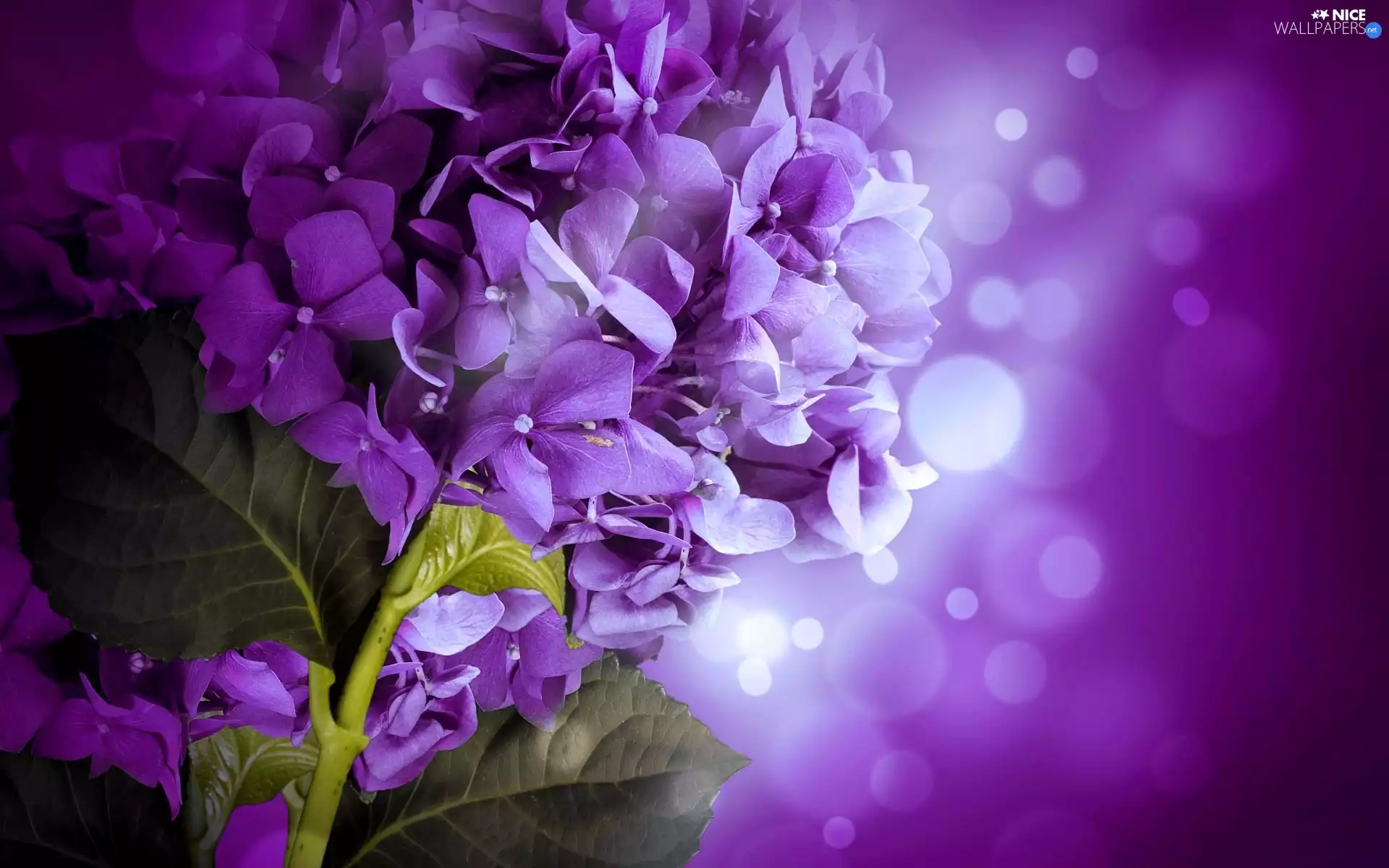 Colourfull Flowers, hydrangea