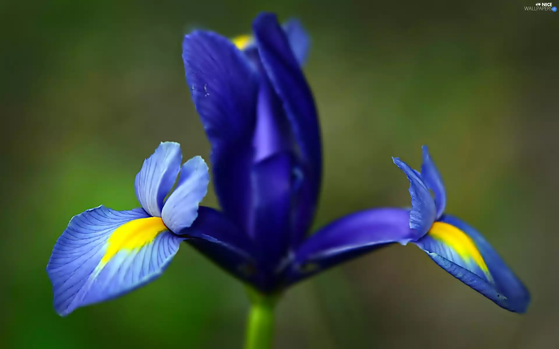 Colourfull Flowers, iris