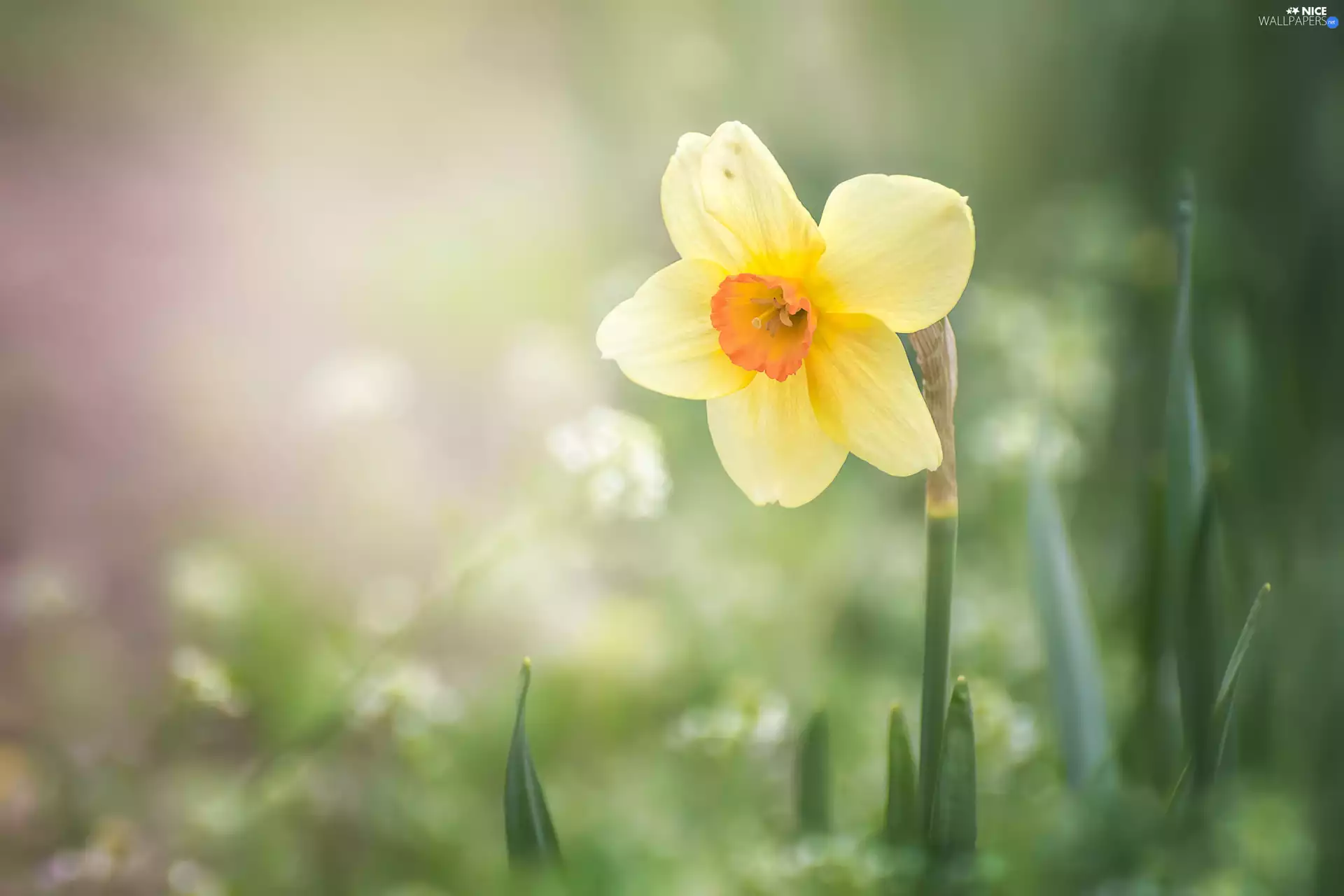 Colourfull Flowers, Jonquil