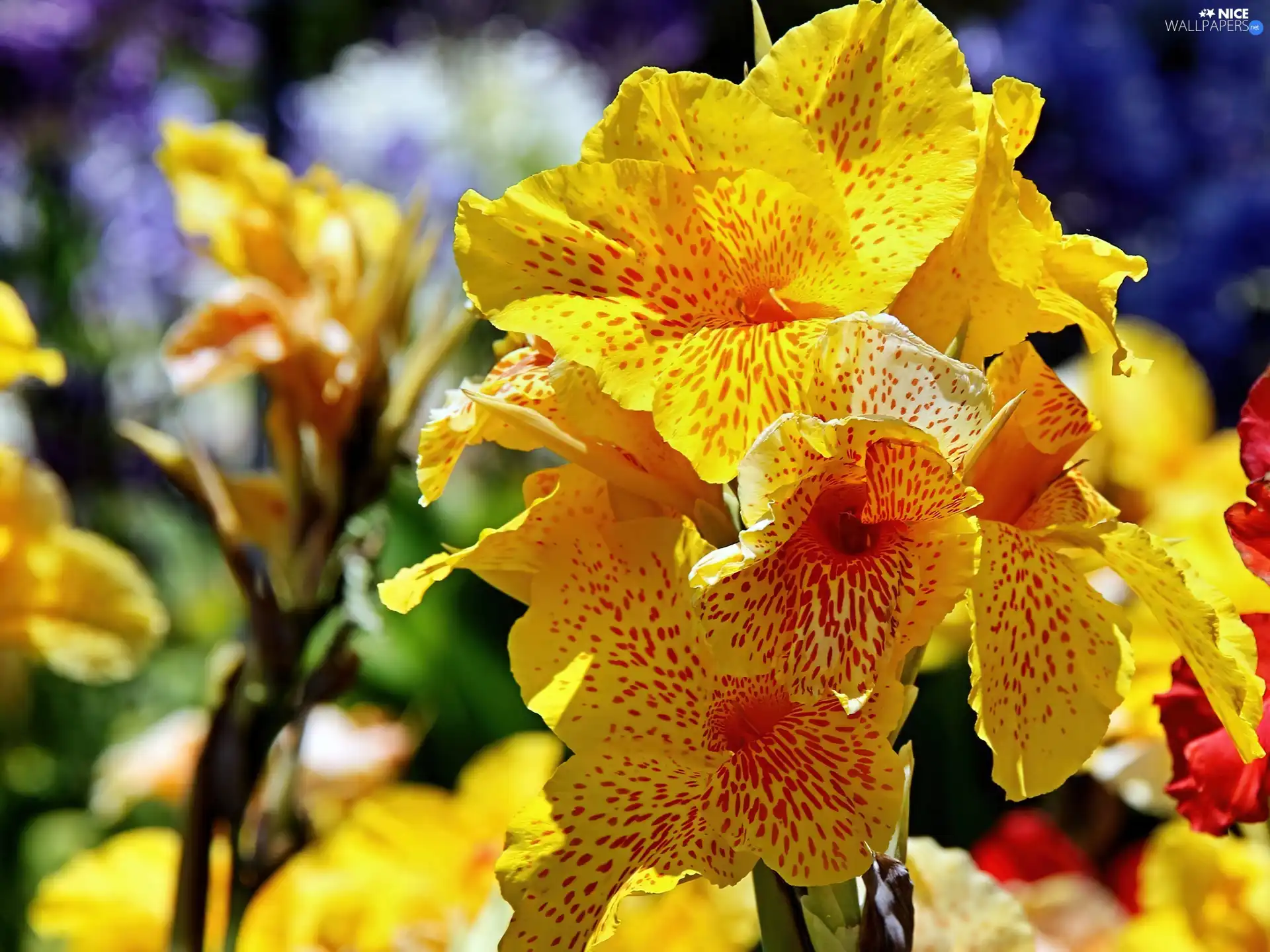 Kana, Yellow, Colourfull Flowers
