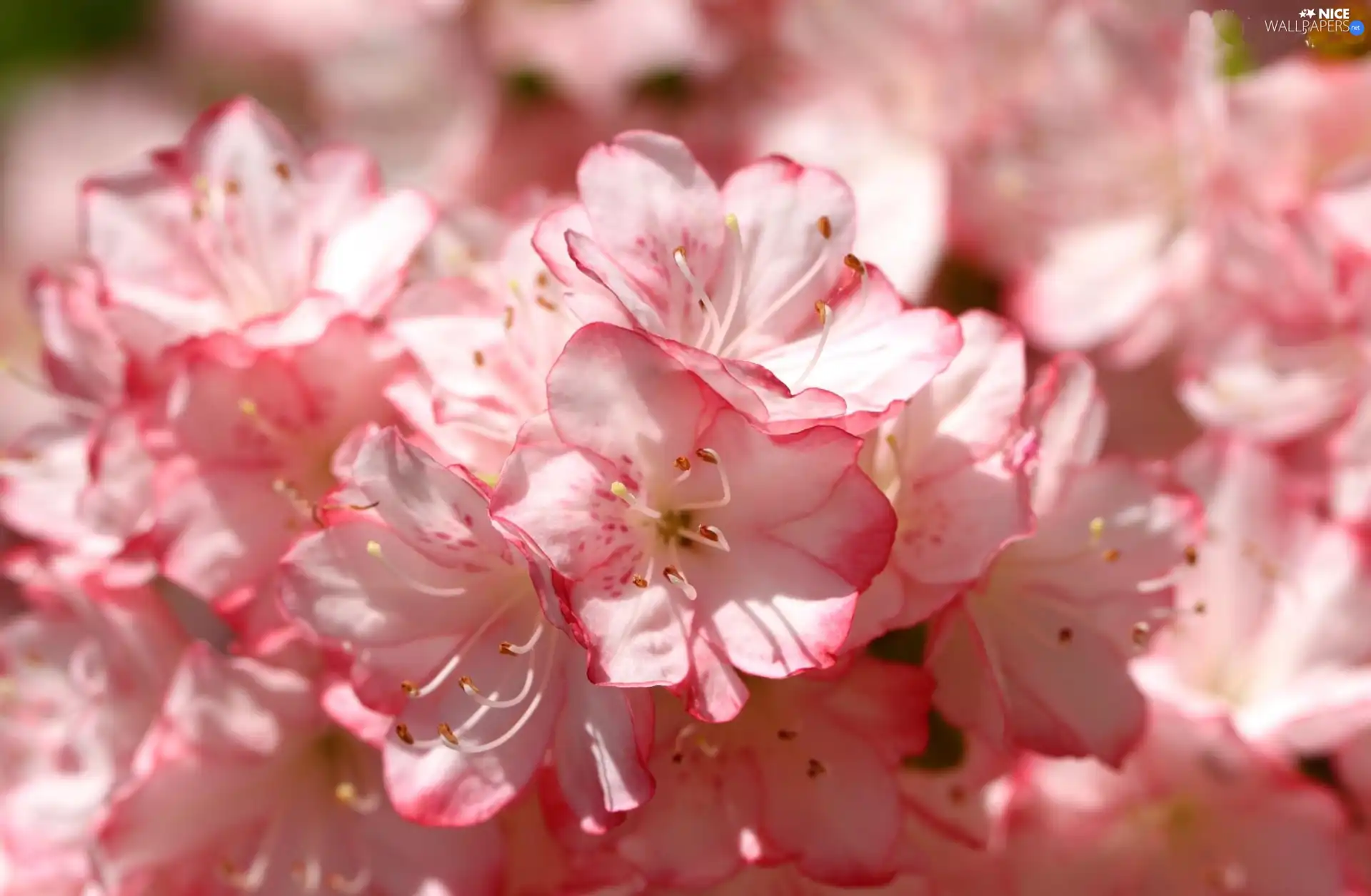 kirsch, Pink, Colourfull Flowers