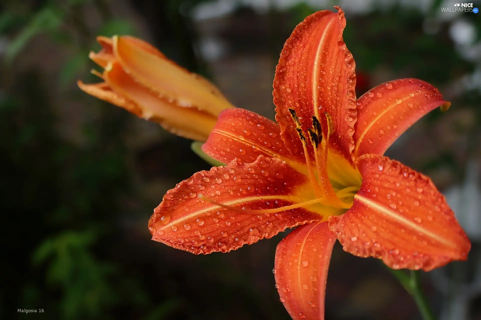 Colourfull Flowers, lily