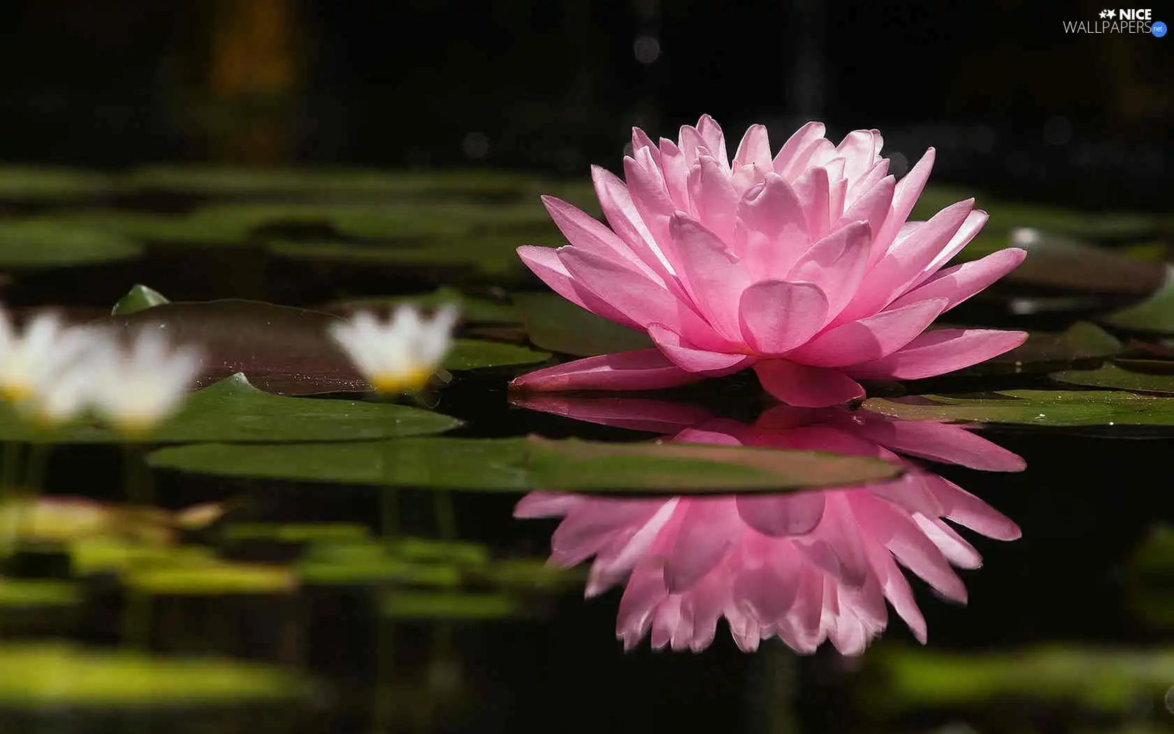 water-lily, Pink, Colourfull Flowers