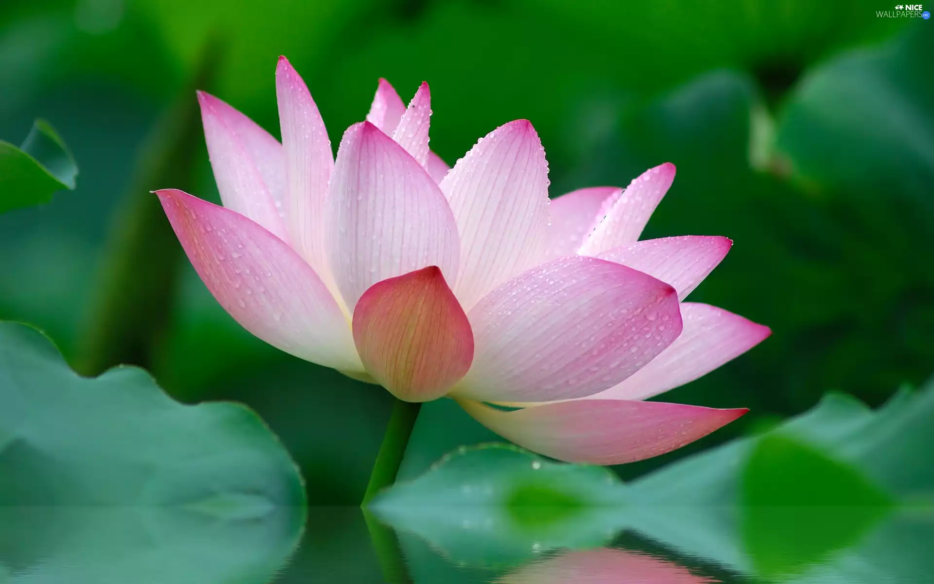 Colourfull Flowers, lotus