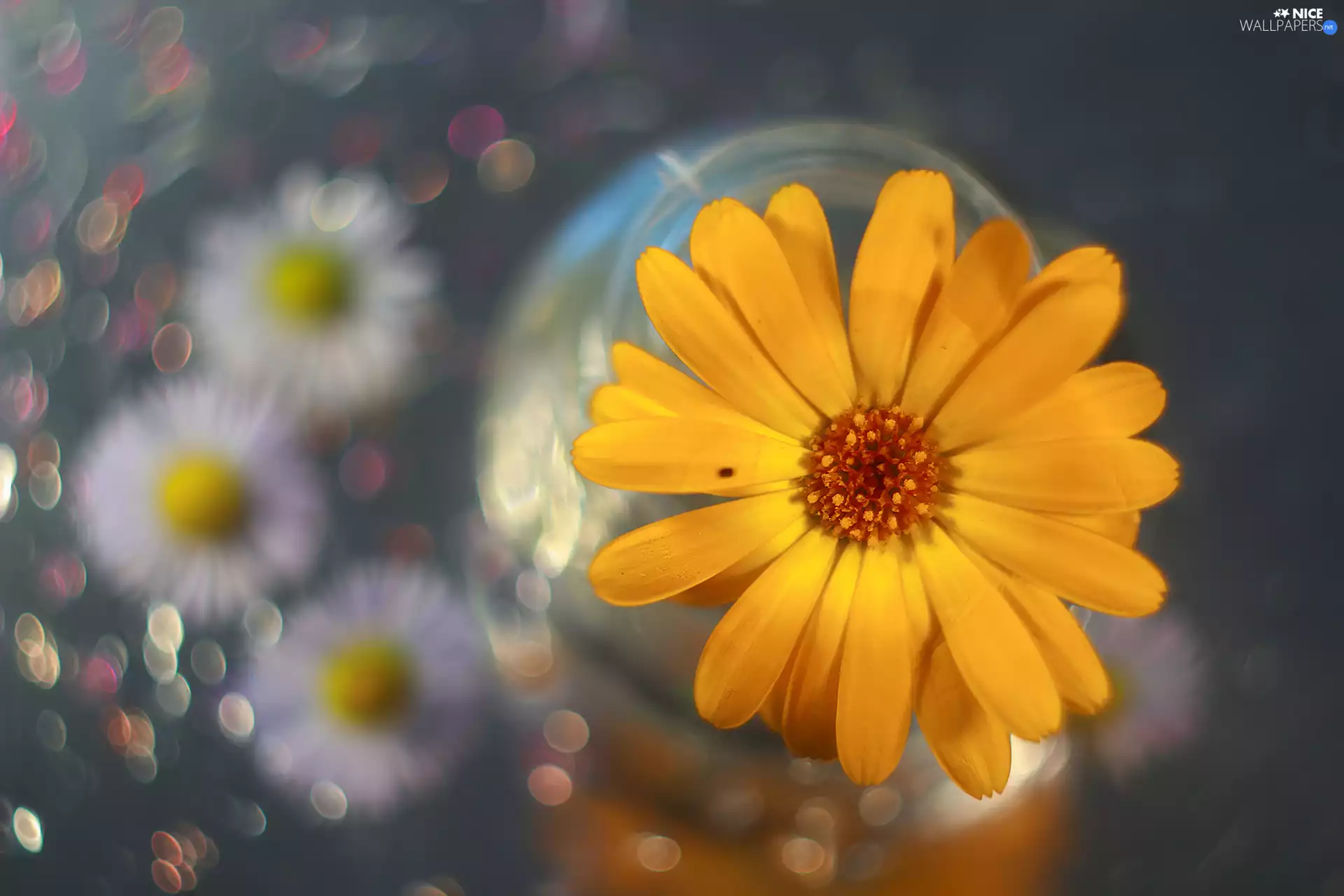 color, Bokeh, Yellow, Colourfull Flowers, Marigold