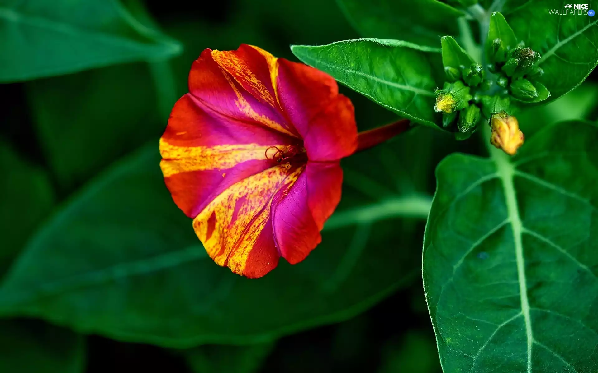 Colourfull Flowers, Mirabilis