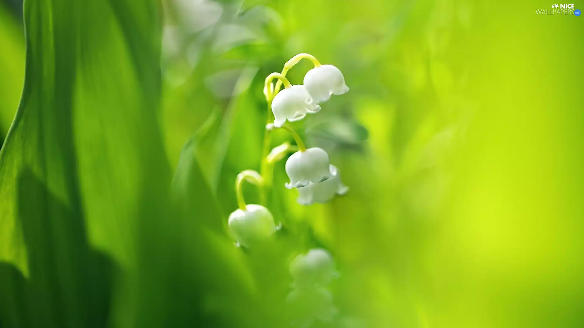 Colourfull Flowers, Leaf, Green Background, lily of the Valley