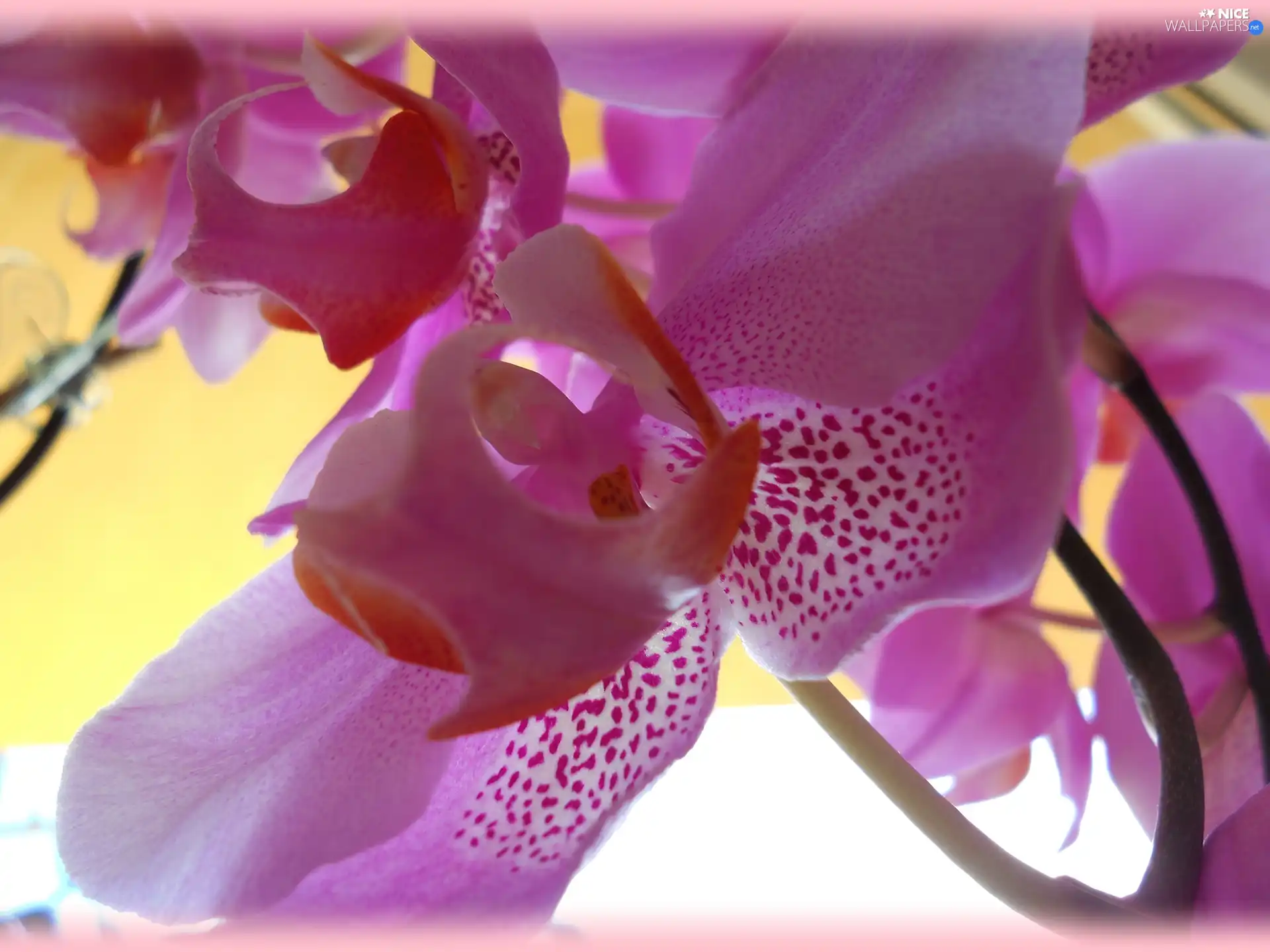 Colourfull Flowers, orchid